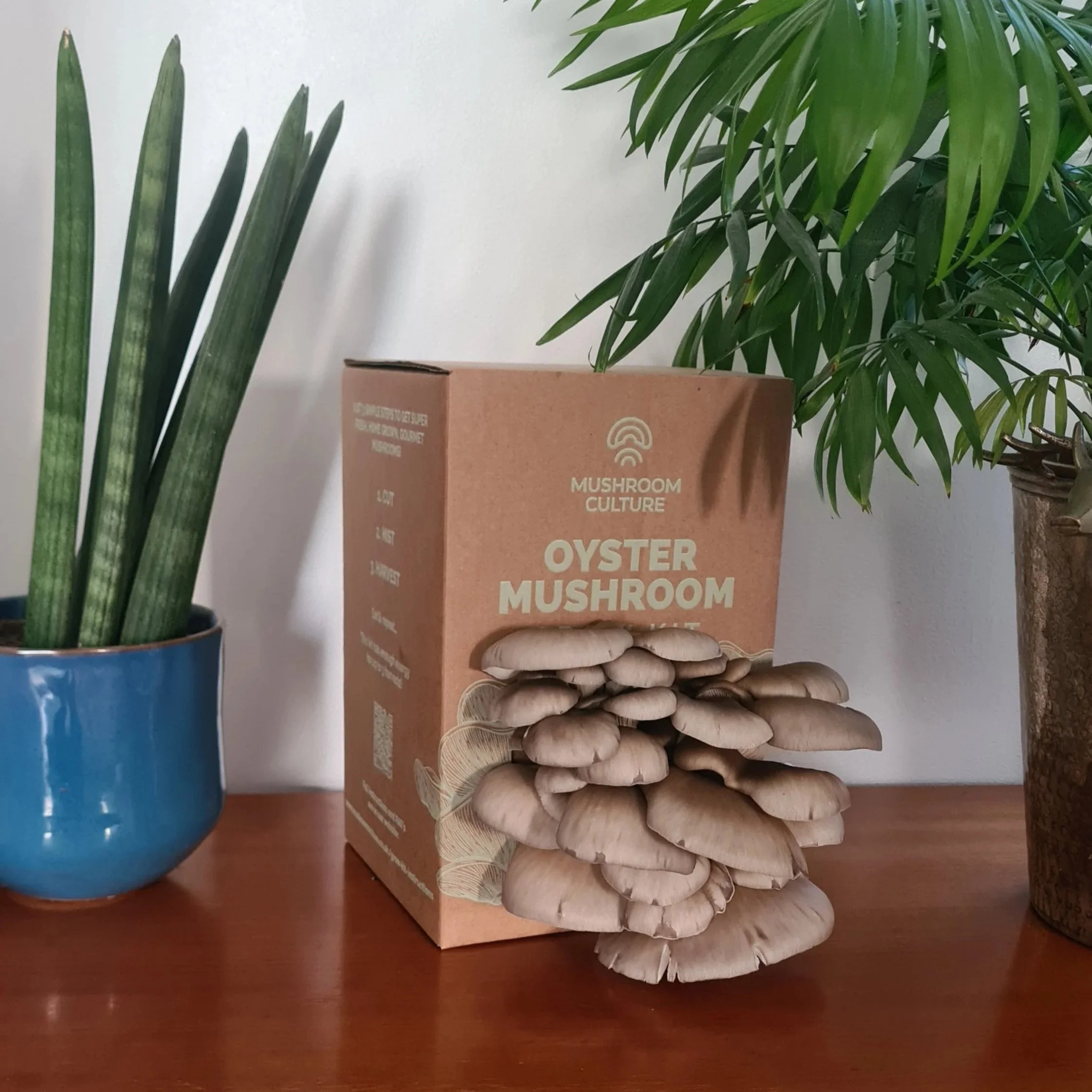 How to grow Oyster Mushrooms