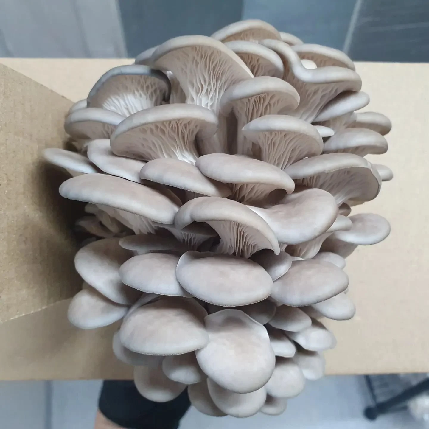 How to grow Oyster Mushrooms Stage 4