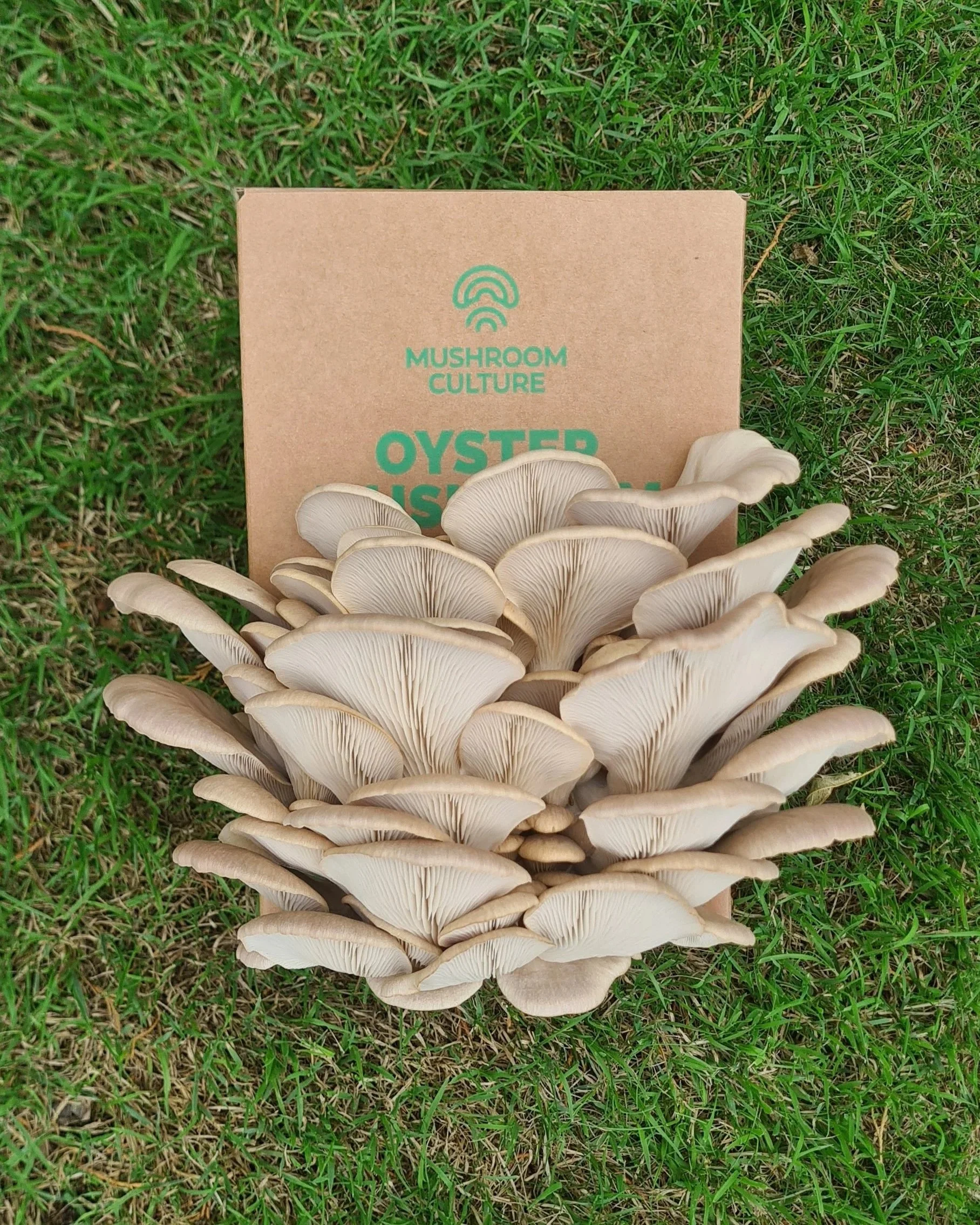 Large Oyster Mushroom Grow Kit UK ready to harvest