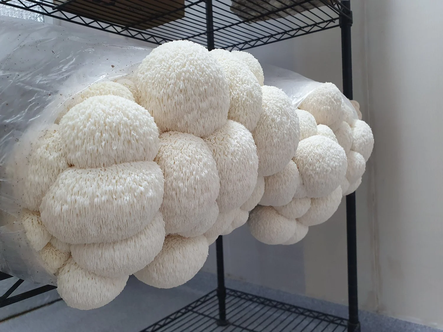 Lion's Mane Mushroom UK Grown