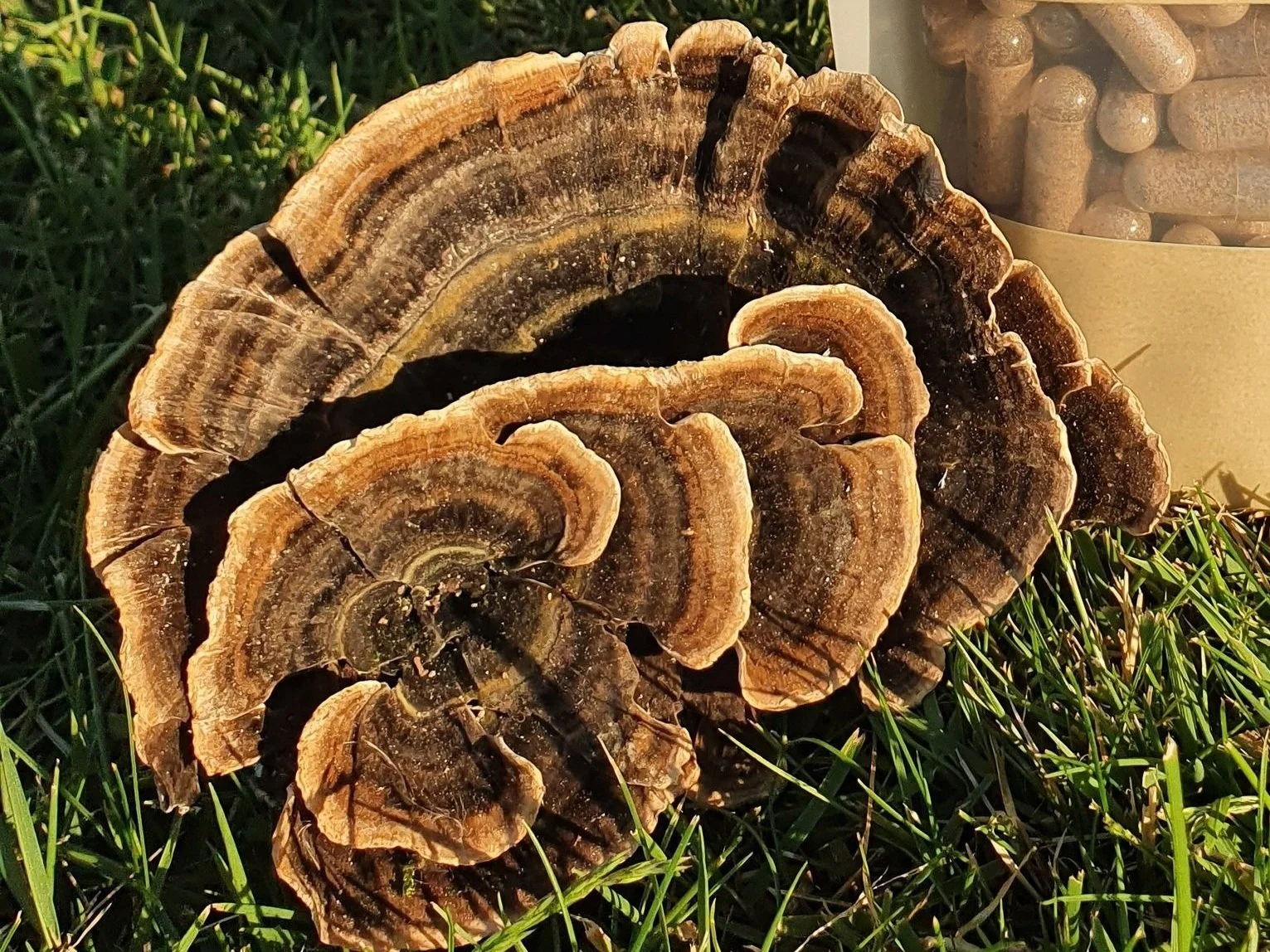 Turkey Tail Information — Mushroom Culture