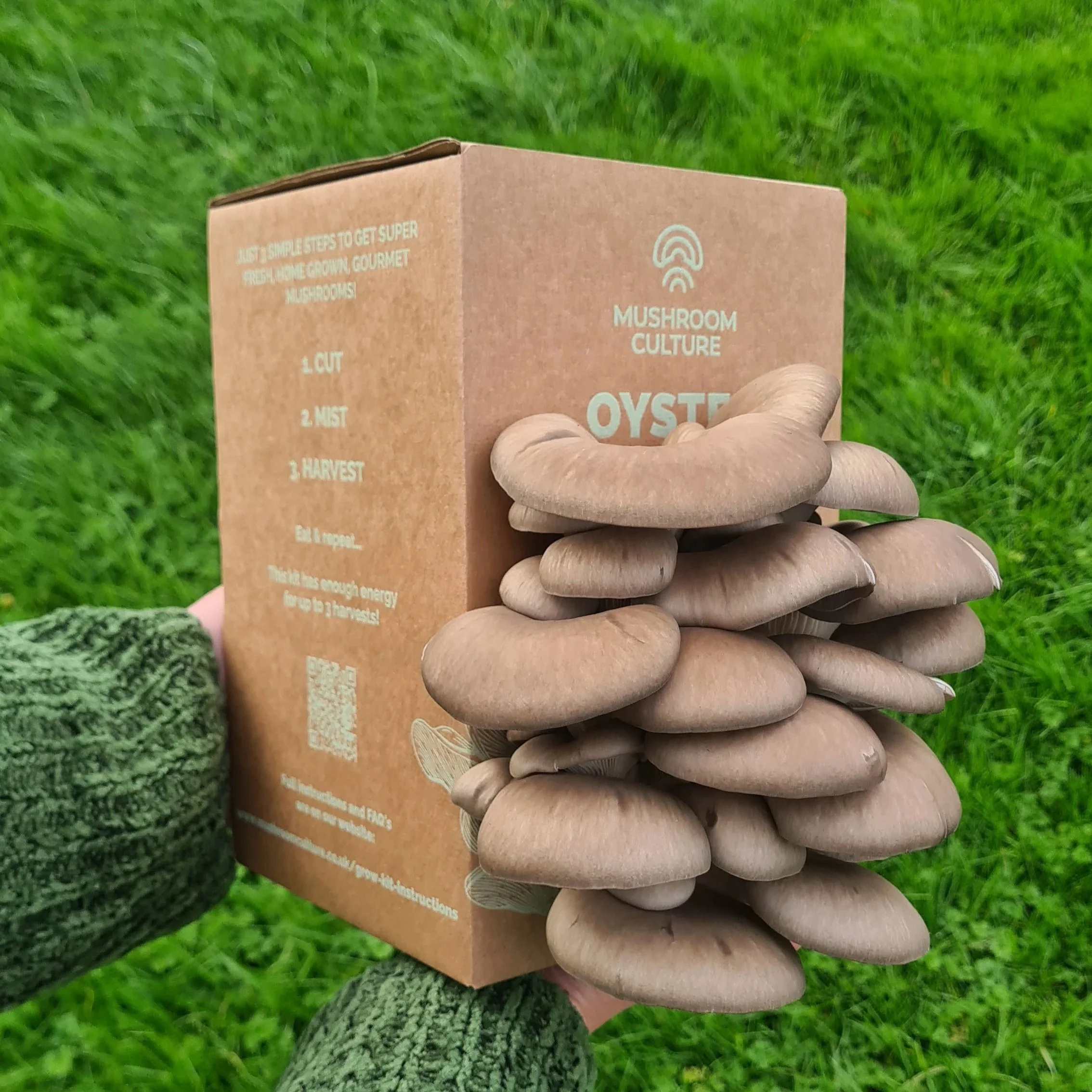 Oyster Mushroom Grow Kit UK