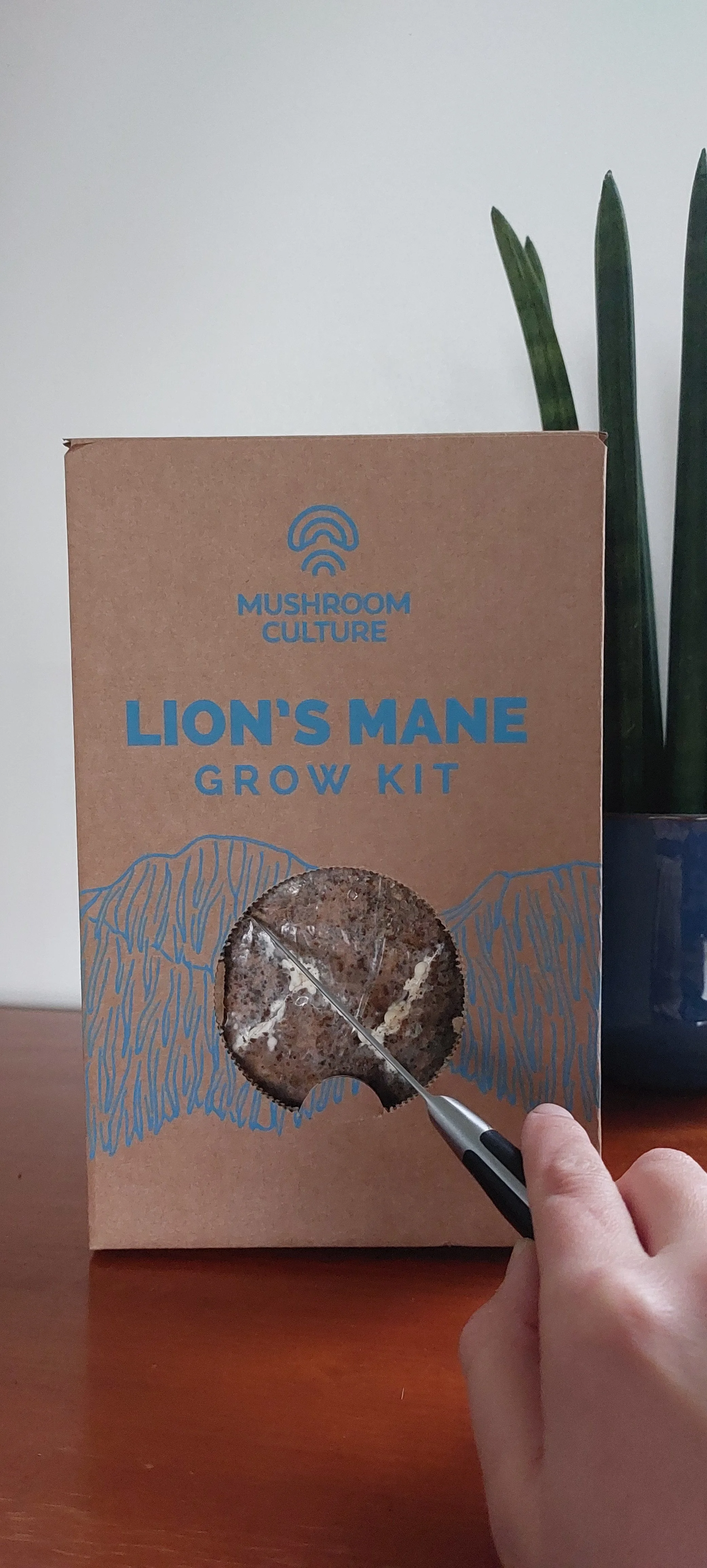 How to grow Lion's Mane Mushroom