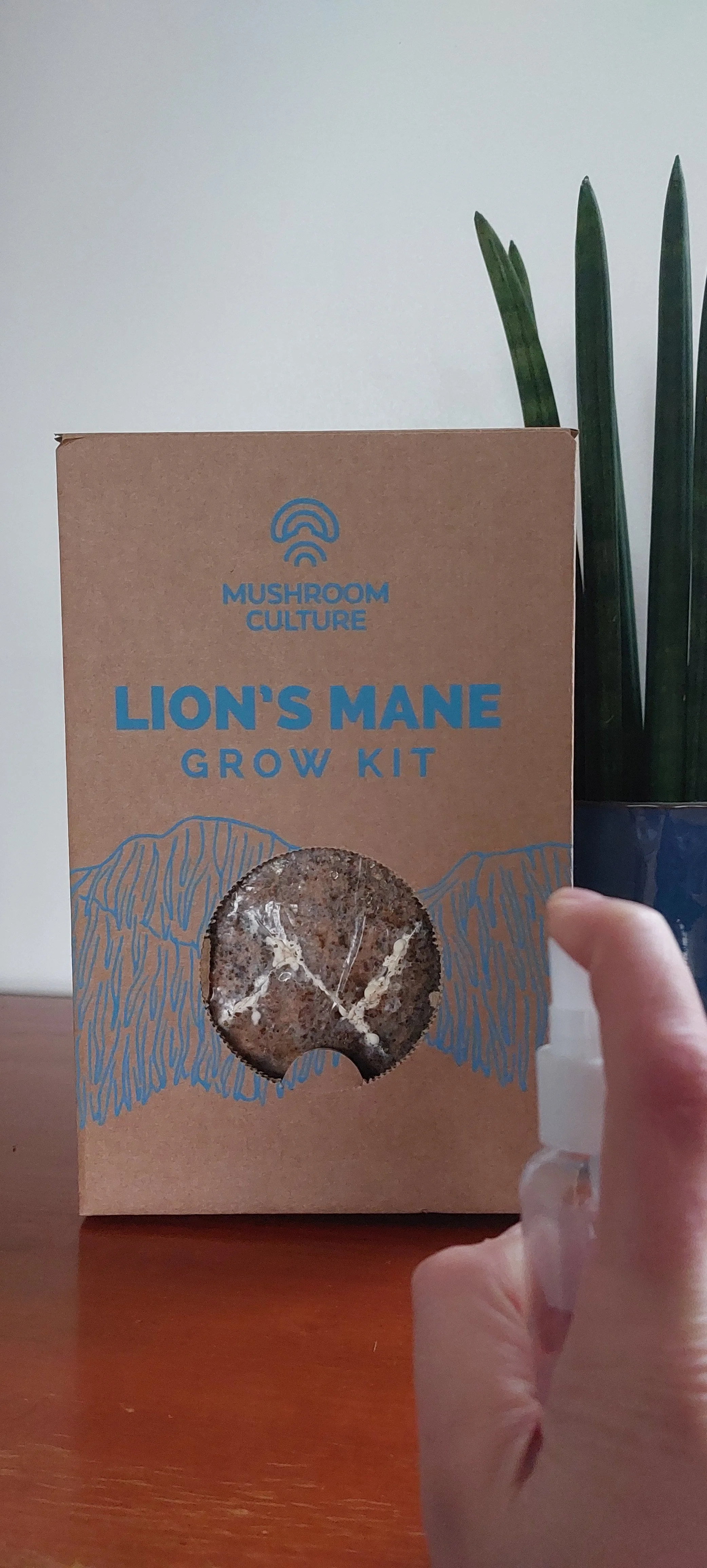 How to grow Lions Mane Mushroom