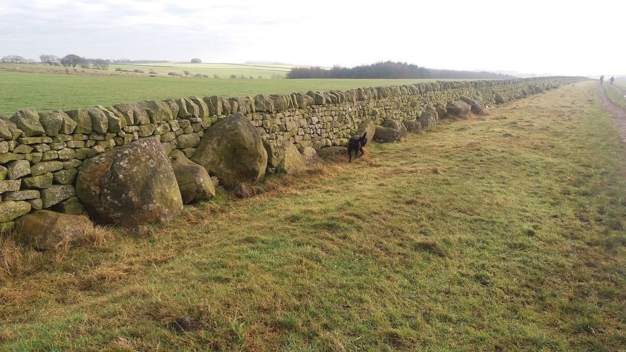 Stainburn Forest, Harrogate - an unusual wall built with orthostat stones, with the gaps in between filled with dry stone walling (John Pridmore)