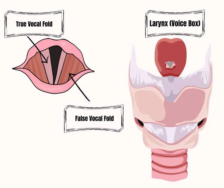 Voice Therapy For Singers