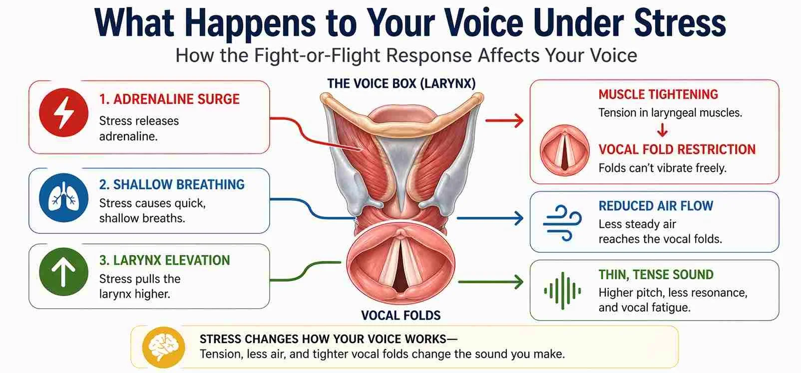 How the Nervous System Affects Your Voice