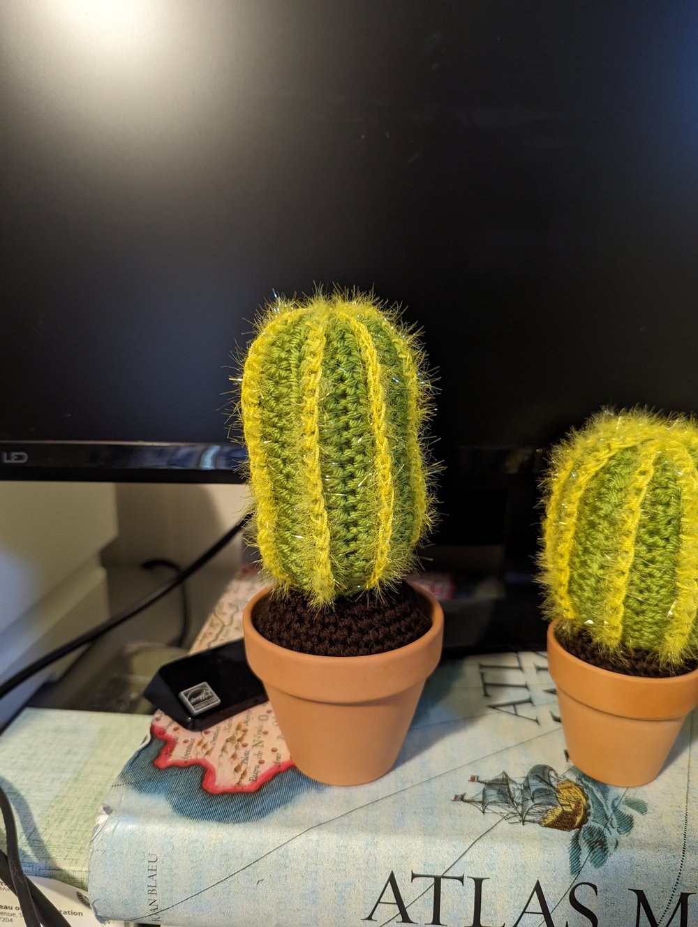 Cardon Grande cactus- taller version