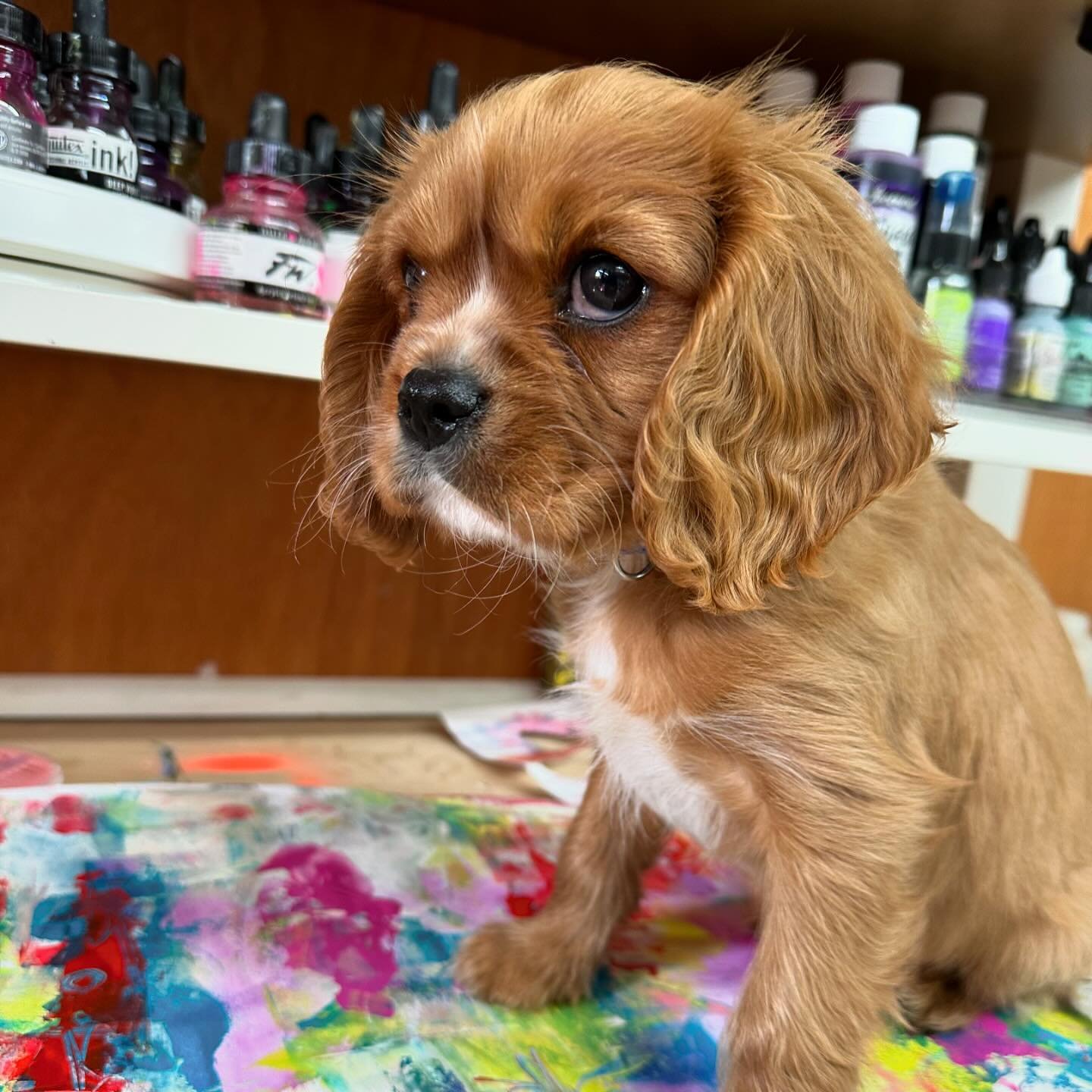 If you&rsquo;ve been following my stories you&rsquo;ve already seen the newest addition to our family. He deserves a spot on my grid! So, this is Sammy and this is his first photoshoot in my art room and he&rsquo;s not too sure what to make of all th