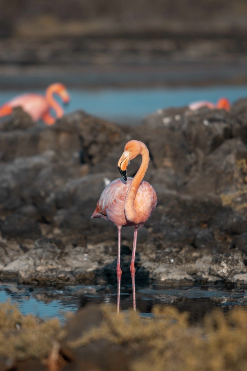 American Flamingo 4 - Ecoventura Large.jpeg