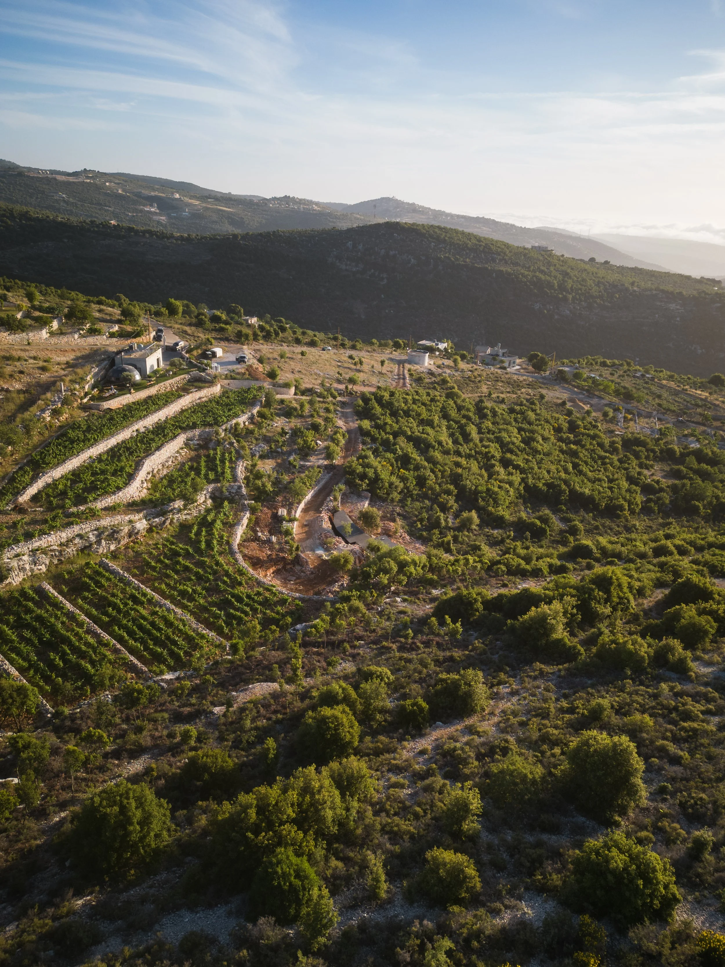 Sept Vineyard Batroun