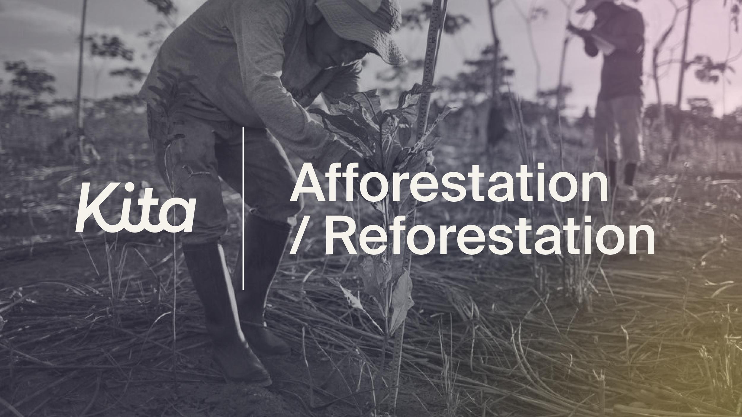 Branching out: forest restoration and its role in climate change ...