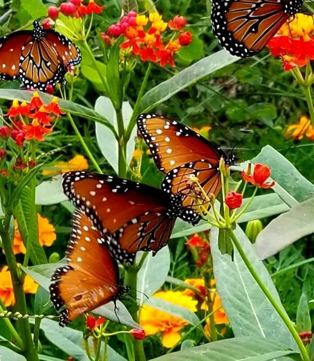 plantings-by-lynn-herrmann-with-butterflies.jpeg