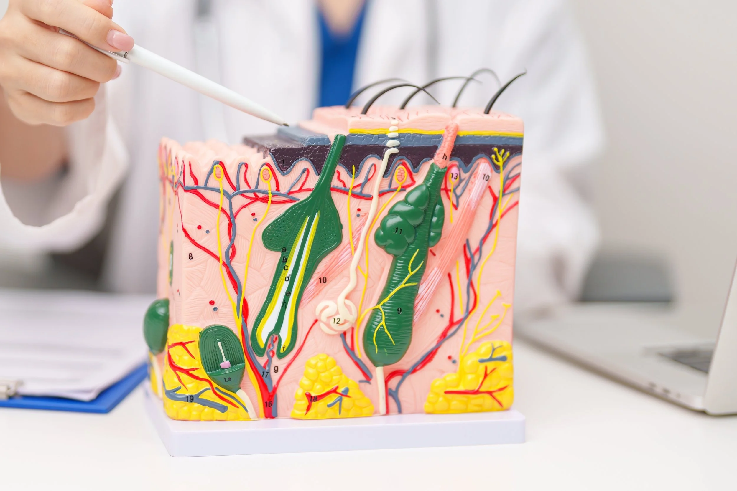 What Is the Difference Between a Dermatopathologist and a Regular Pathologist