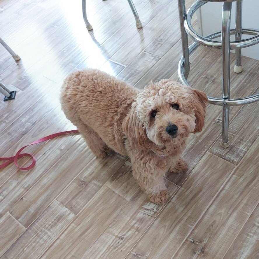 F1 mini goldendoodle