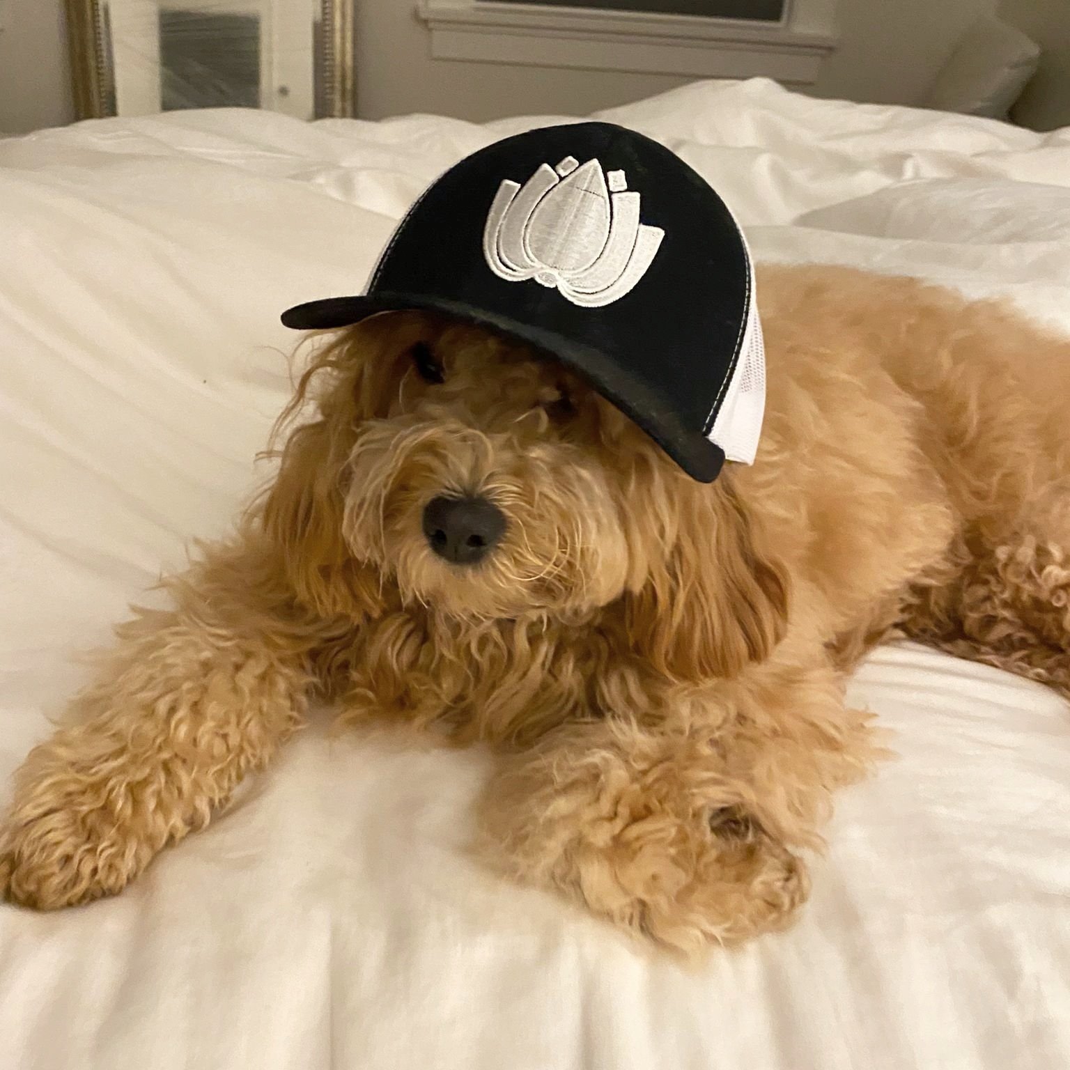 F1 mini goldendoodle