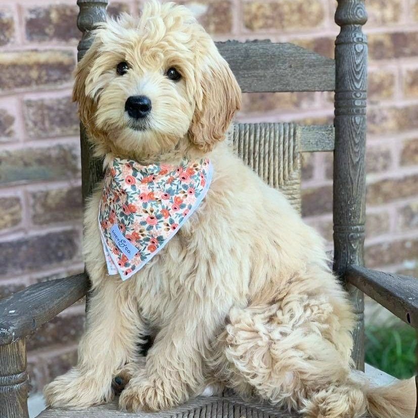 F1 mini goldendoodle