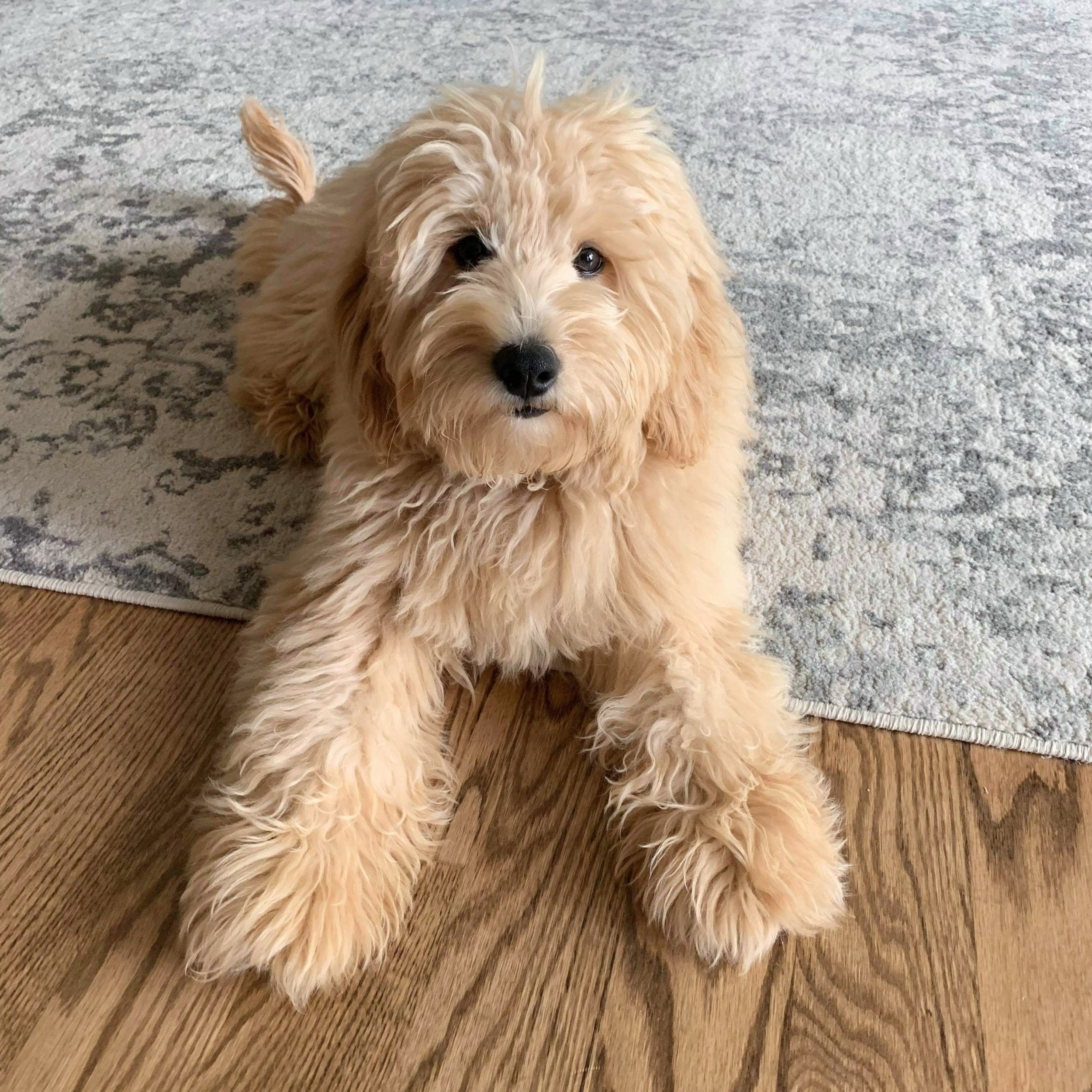 F1 mini goldendoodle