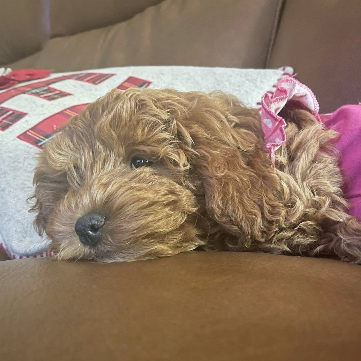 F1b mini goldendoodle