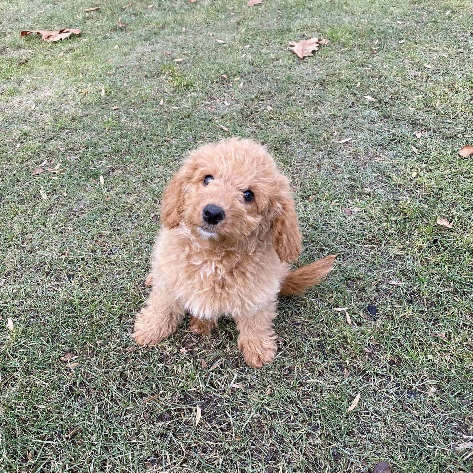 F1b mini goldendoodle