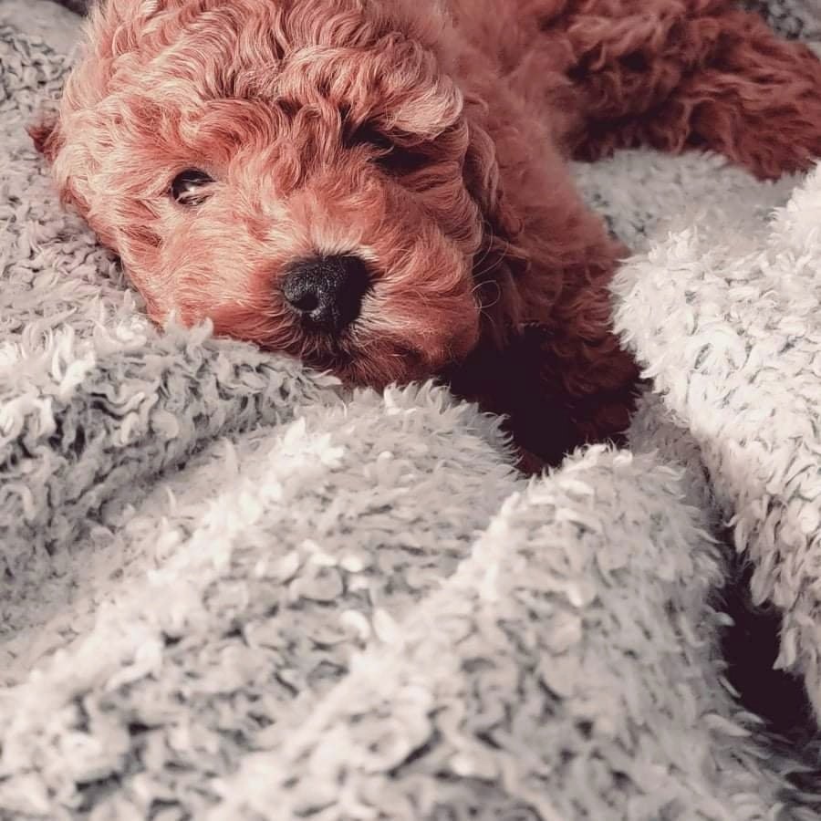 F1b mini goldendoodle