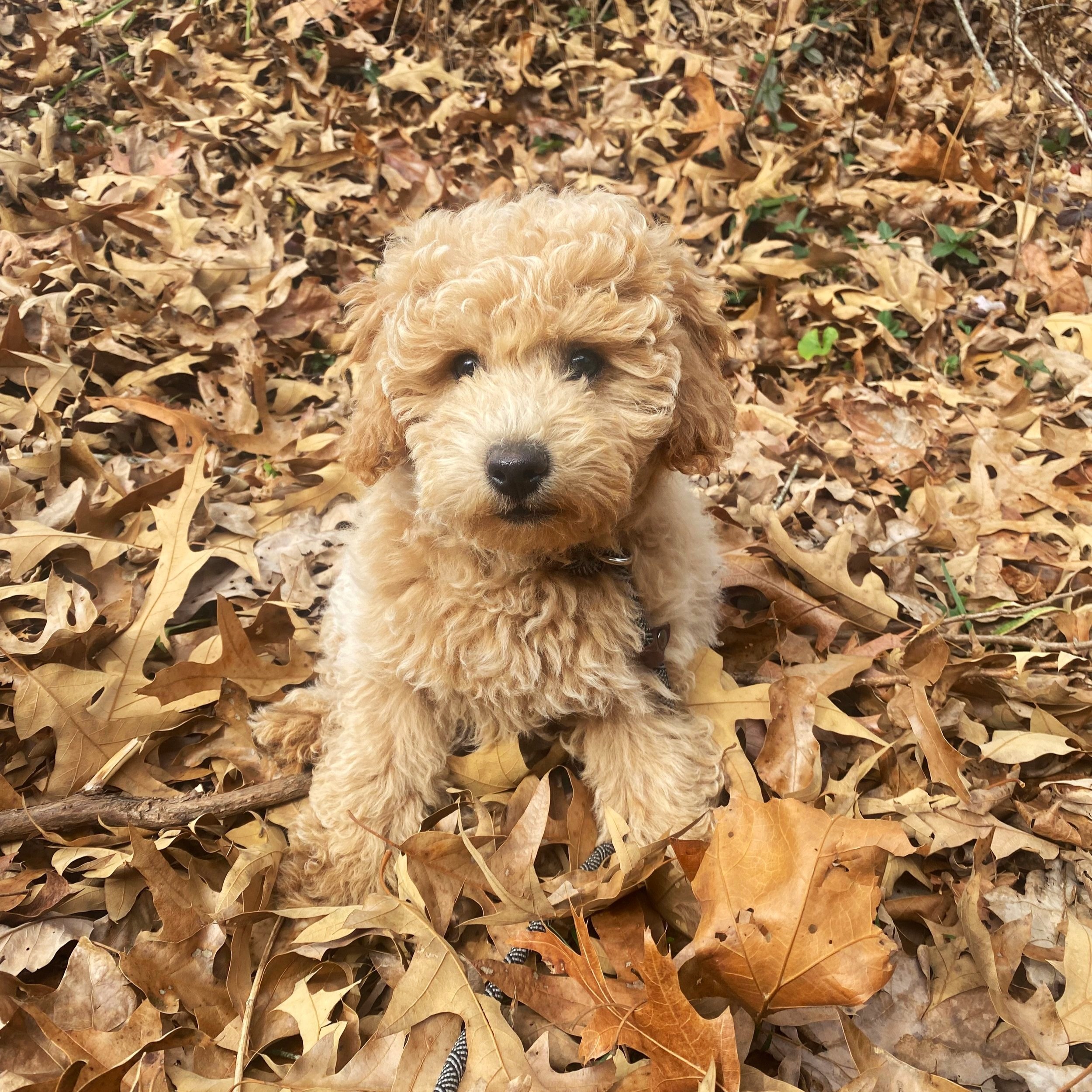 F1b mini goldendoodle
