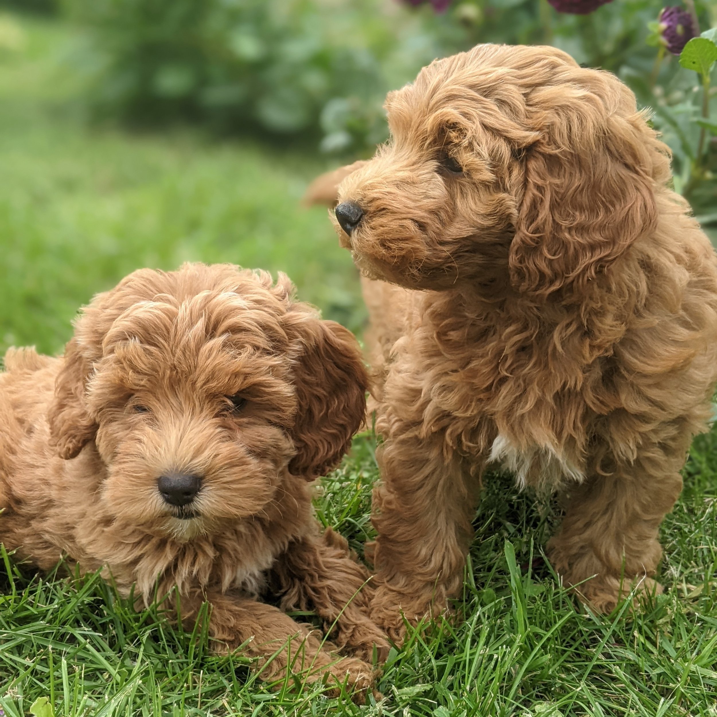 F1b mini goldendoodles
