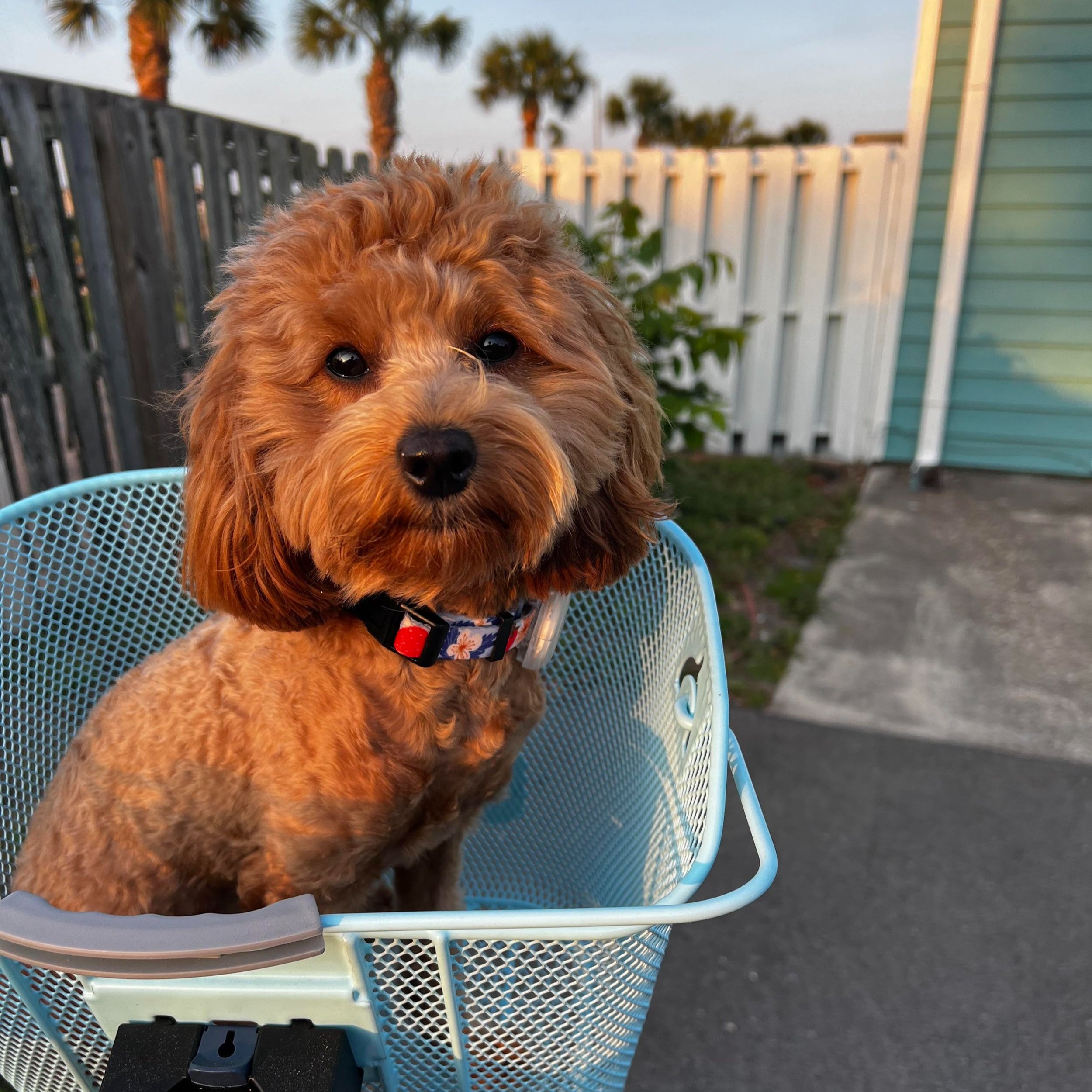 F1b mini goldendoodle