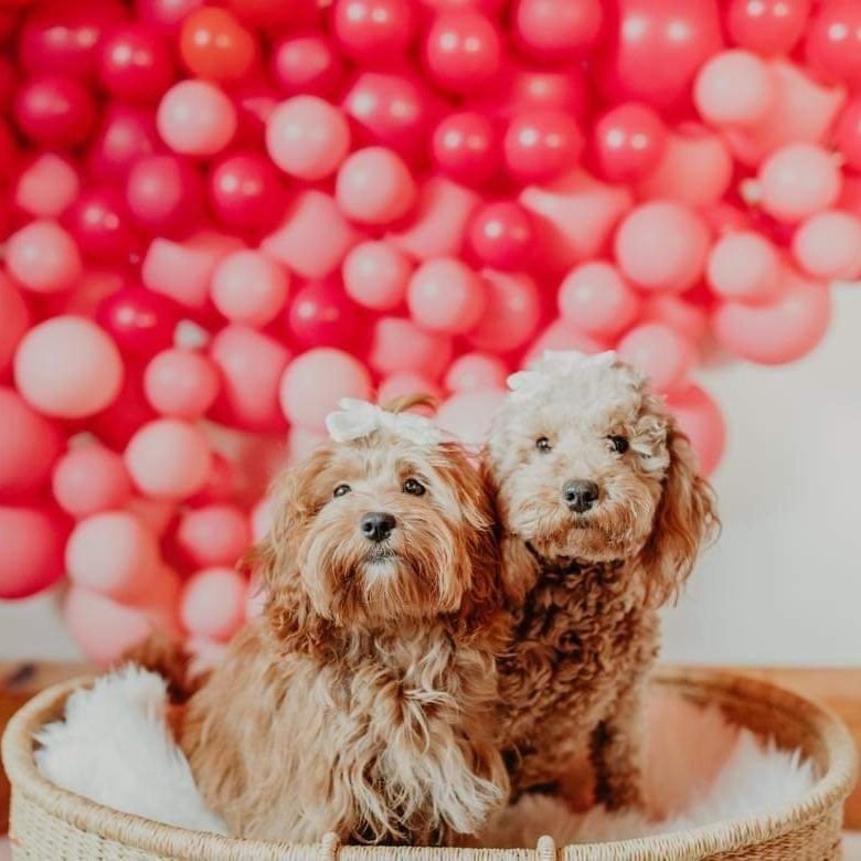 F1b mini goldendoodles