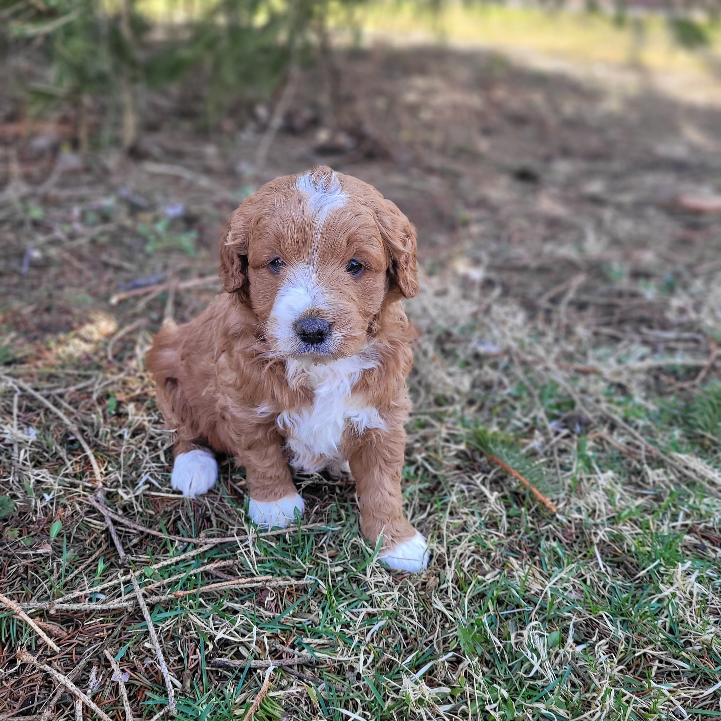 F1 mini goldendoodle