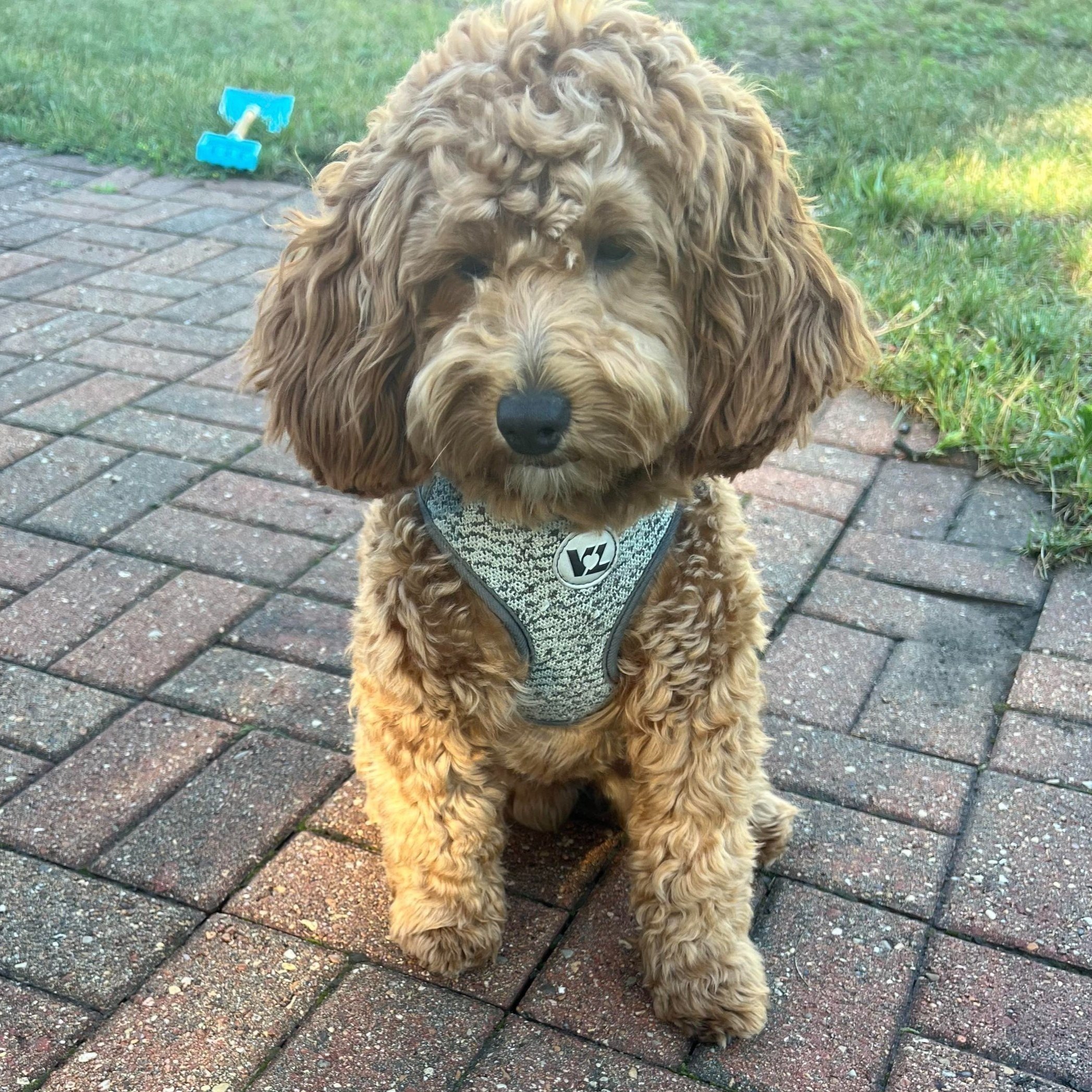 F1b mini goldendoodle