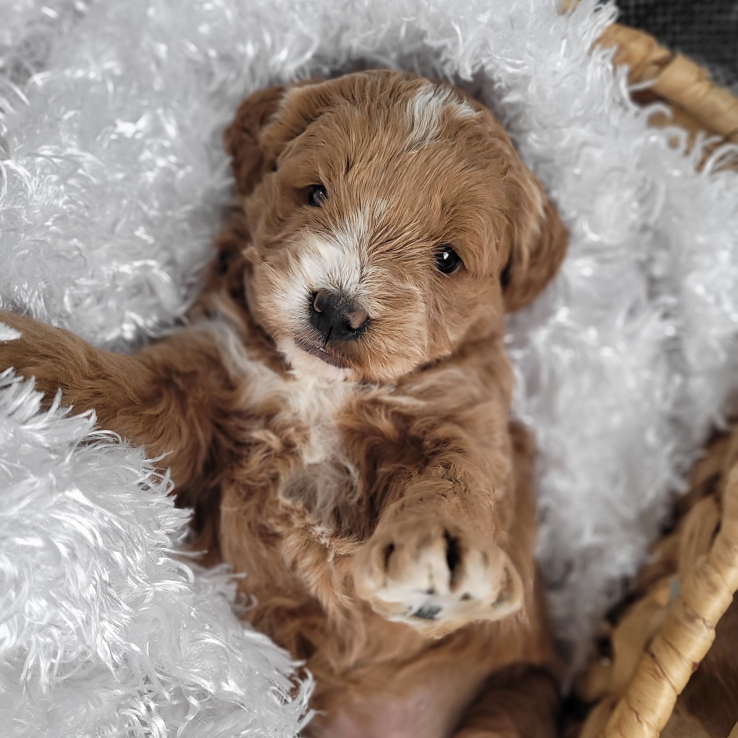F1 mini goldendoodle