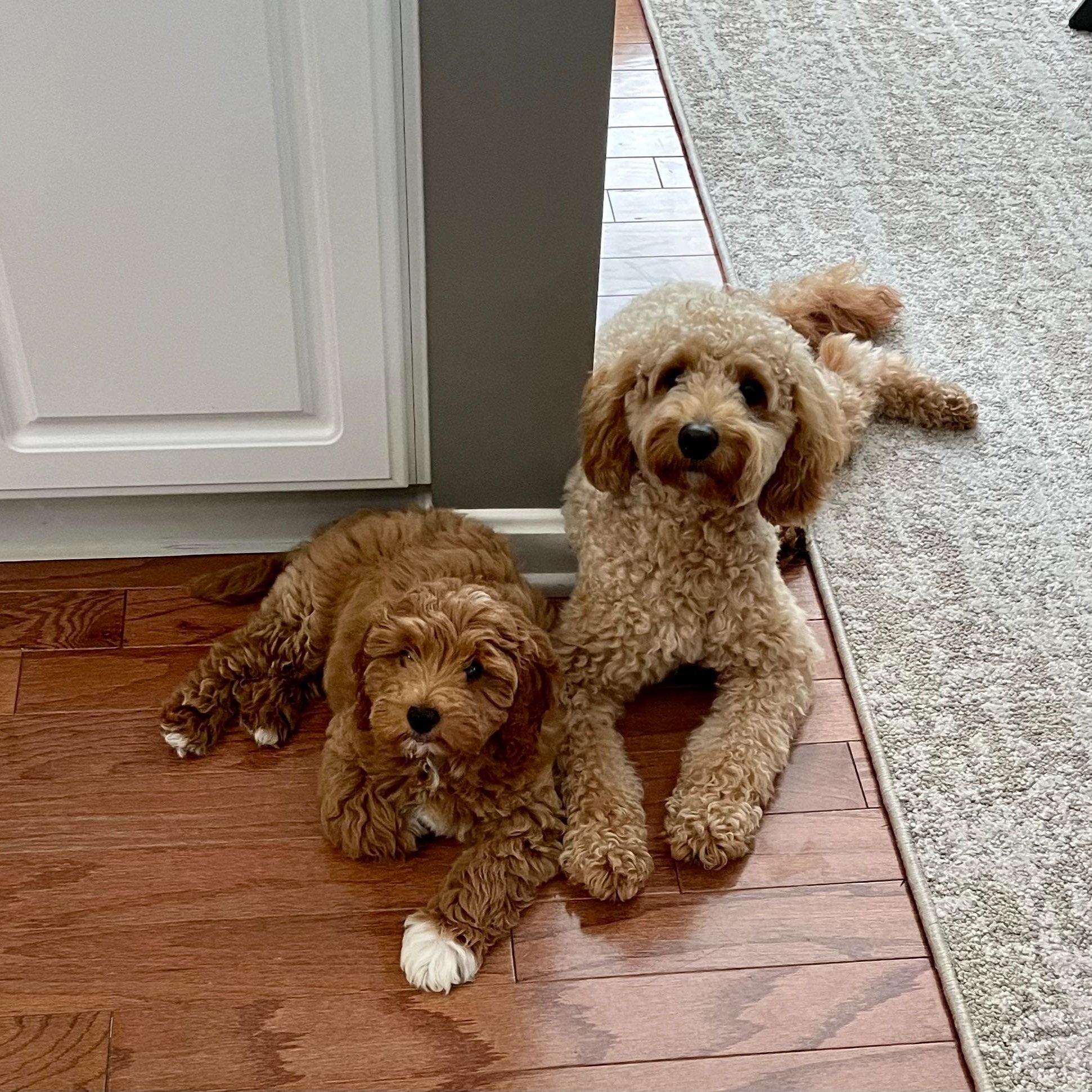 F1b mini goldendoodles