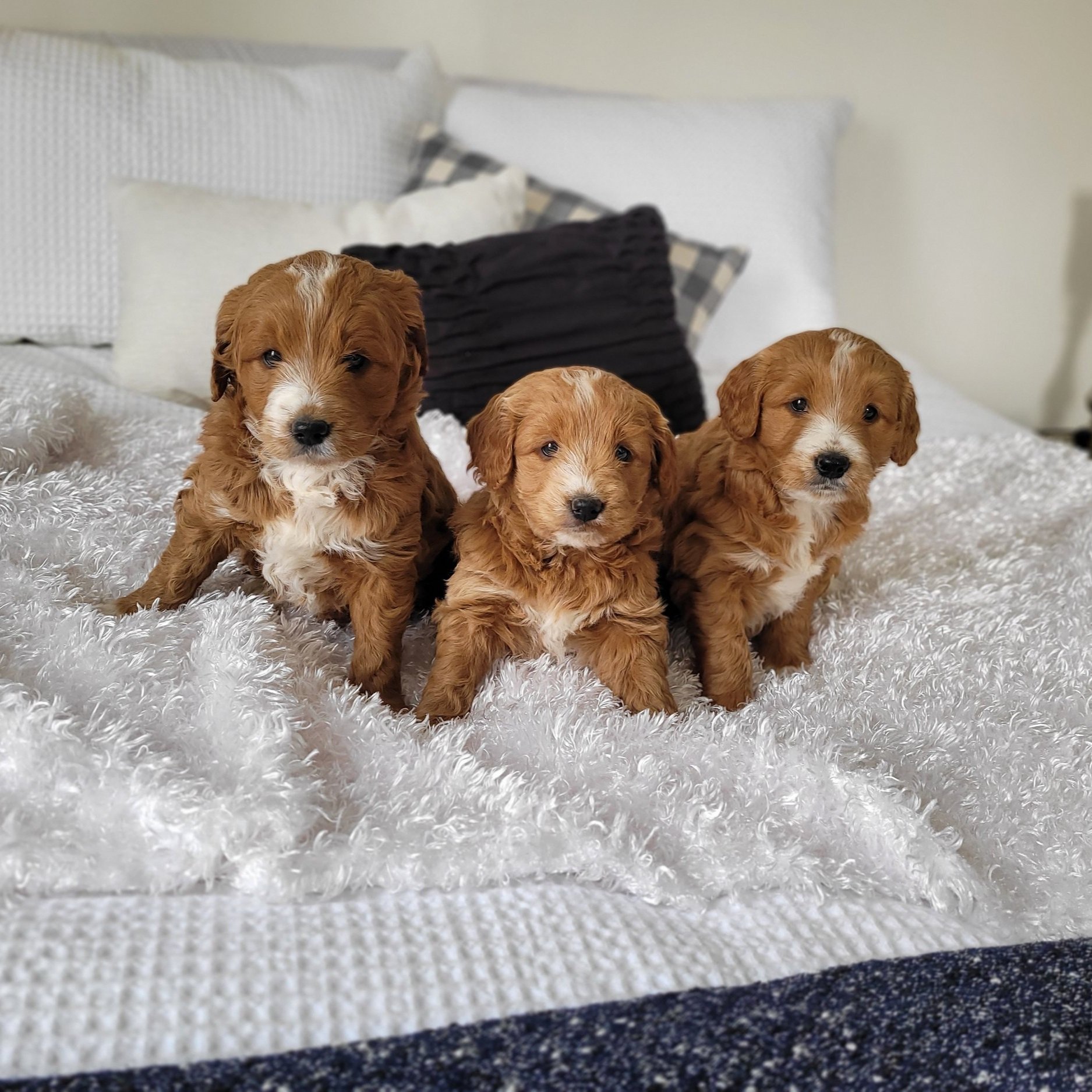 F1 mini goldendoodles