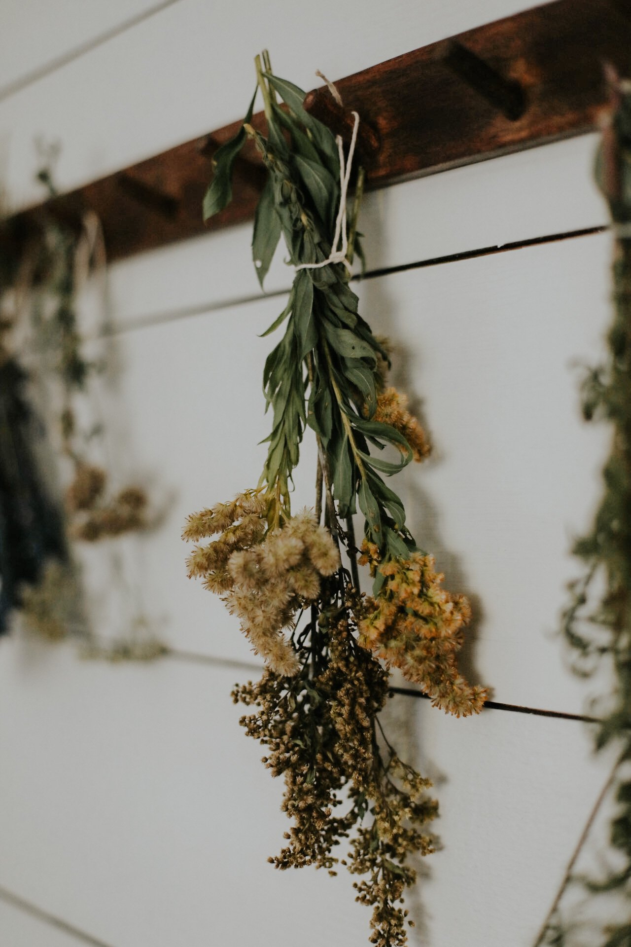 wildcraft-squarespace+template-goldenrod.JPG