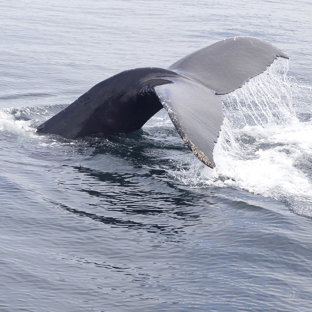 Whale Tale-web.jpg