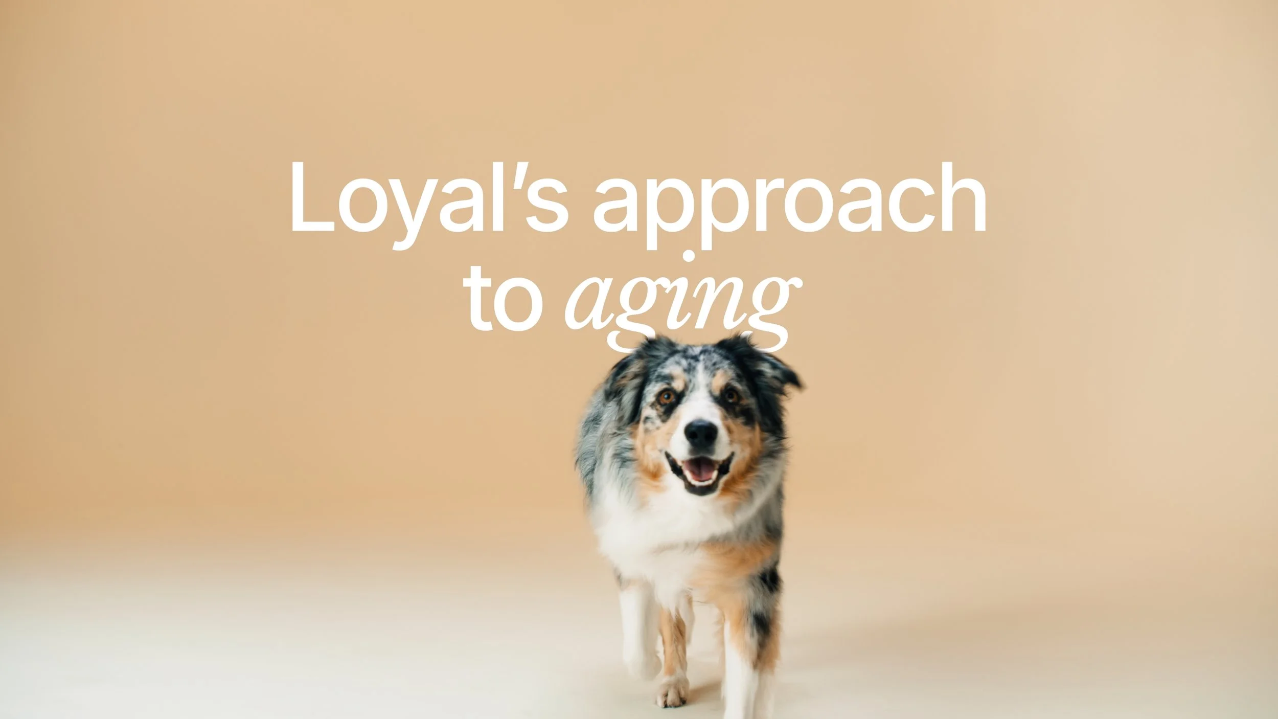 Loyal_2.24.1.jpg