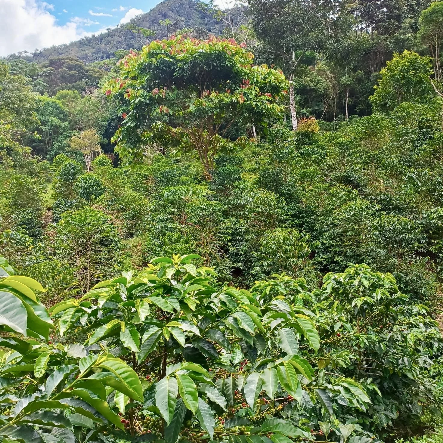 Finca Rio Loa.jpg