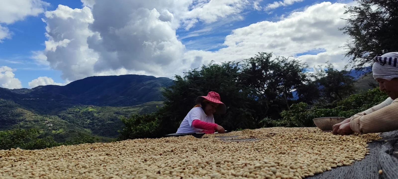 Finca Mojsa Aymarita.jpg