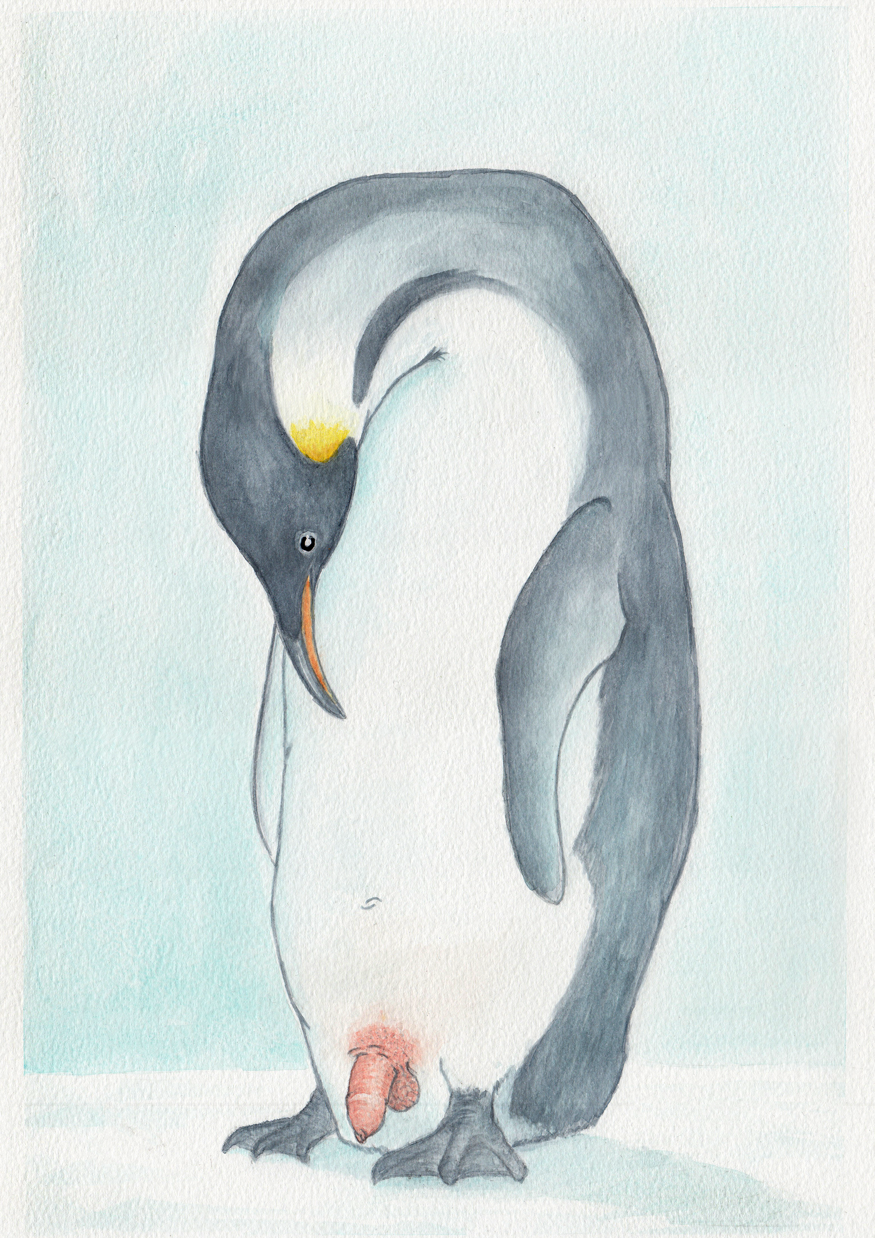 Penguin Digital Download