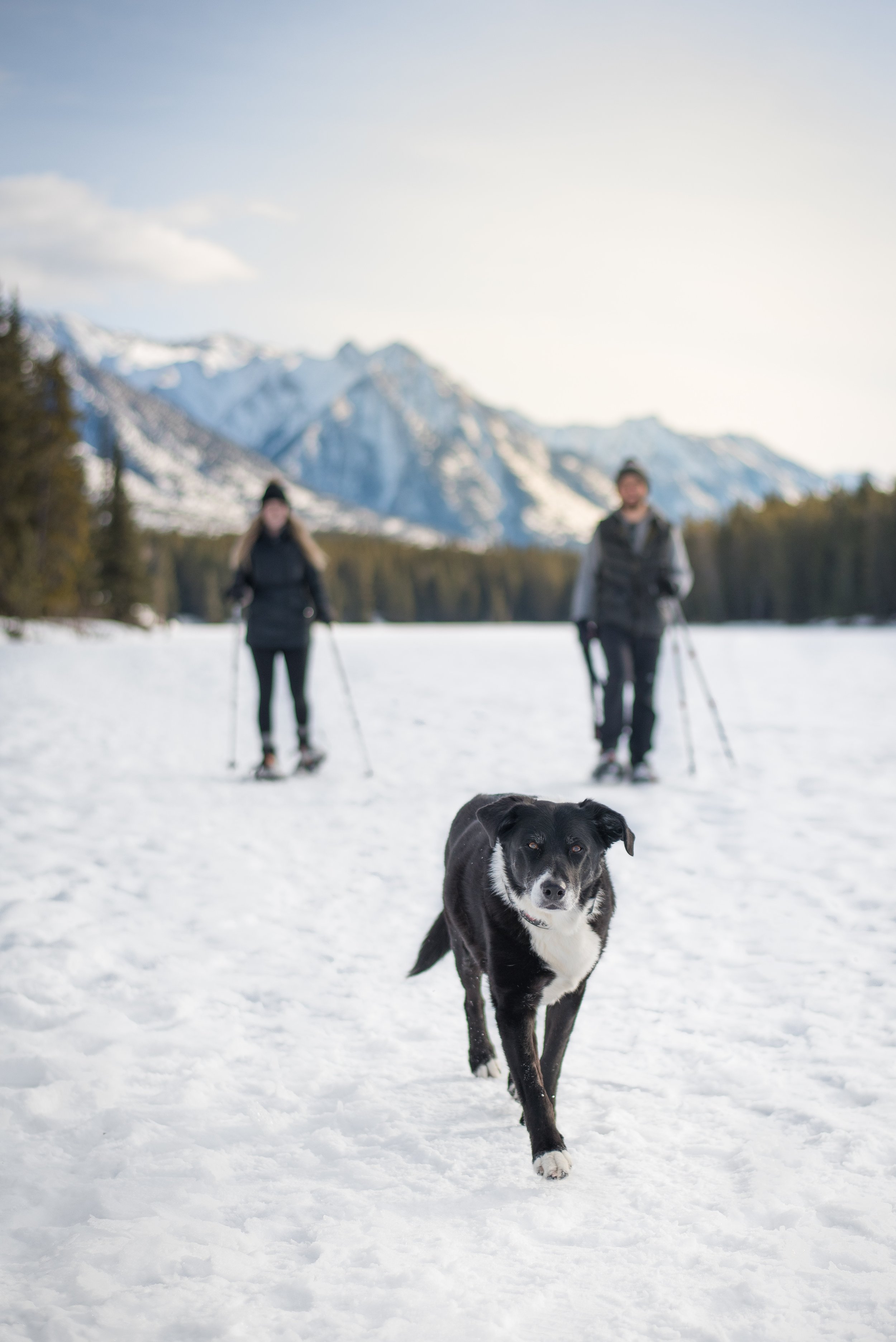 Two women snowshoeing in a snowy landscape with mountains in the background, and a black and white dog walking in the foreground.