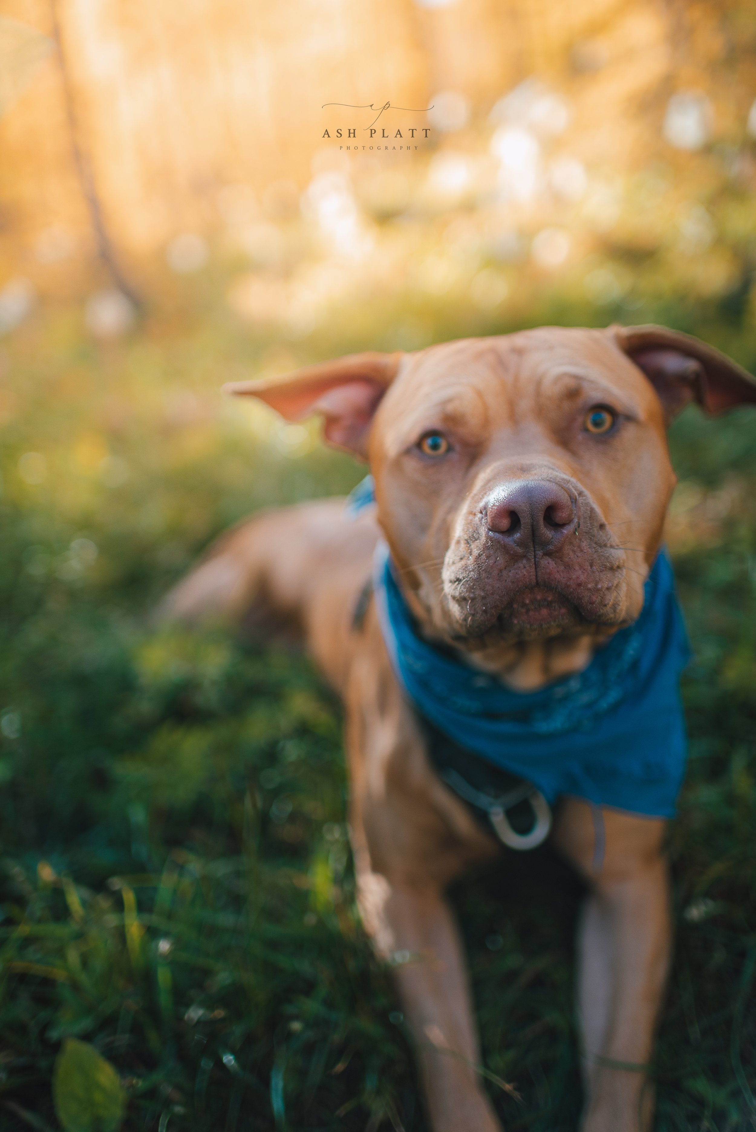 A brown dog with blue eyes wearing a blue bandana, standing in a grassy outdoor area with a blurred background of golden trees.