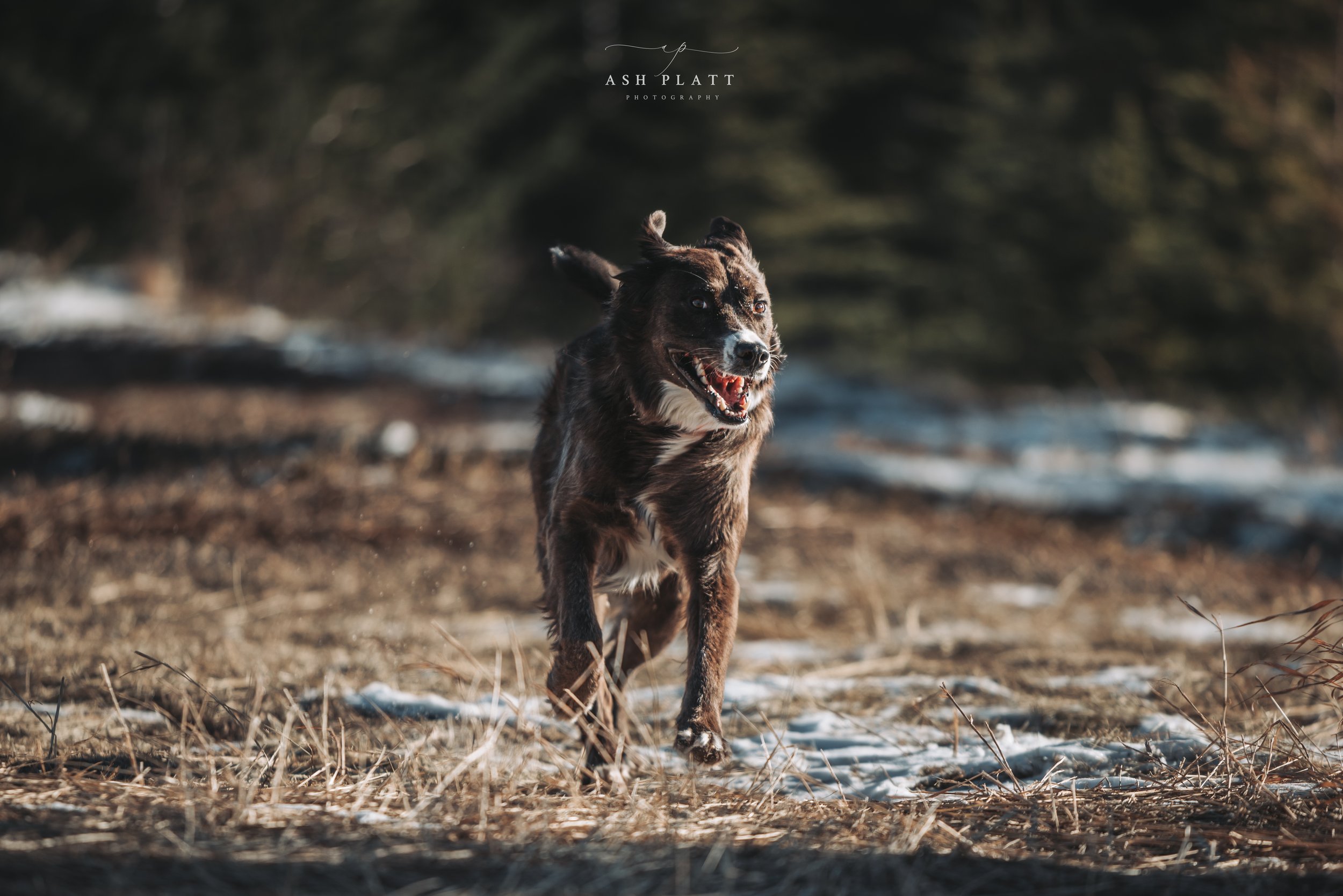 A joyful dog running outdoors on a trail with patches of snow and dry grass, with evergreen trees in the background.