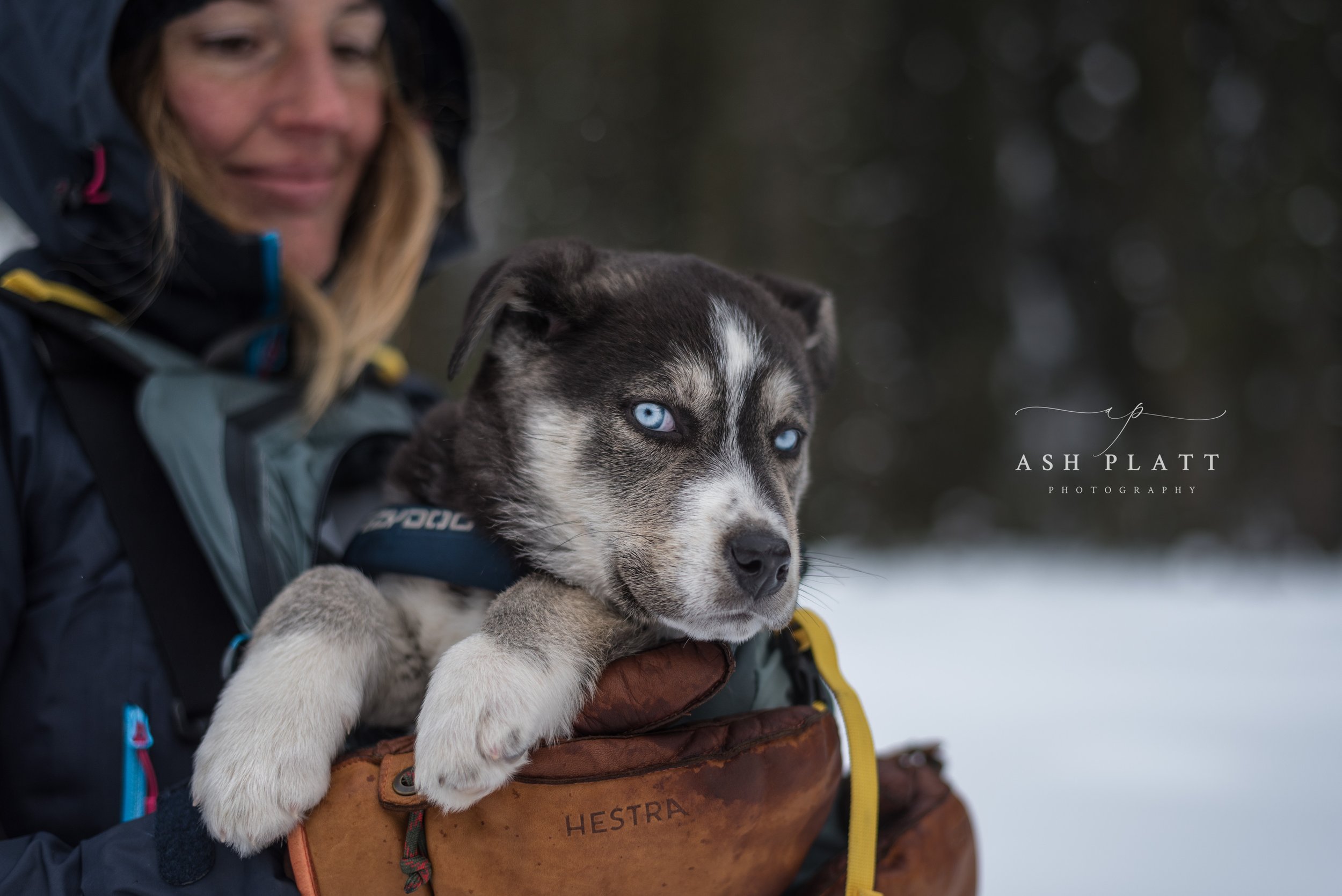 A woman in outdoor winter clothing holding a husky puppy with blue eyes in a backpack, snow-covered ground in the background.