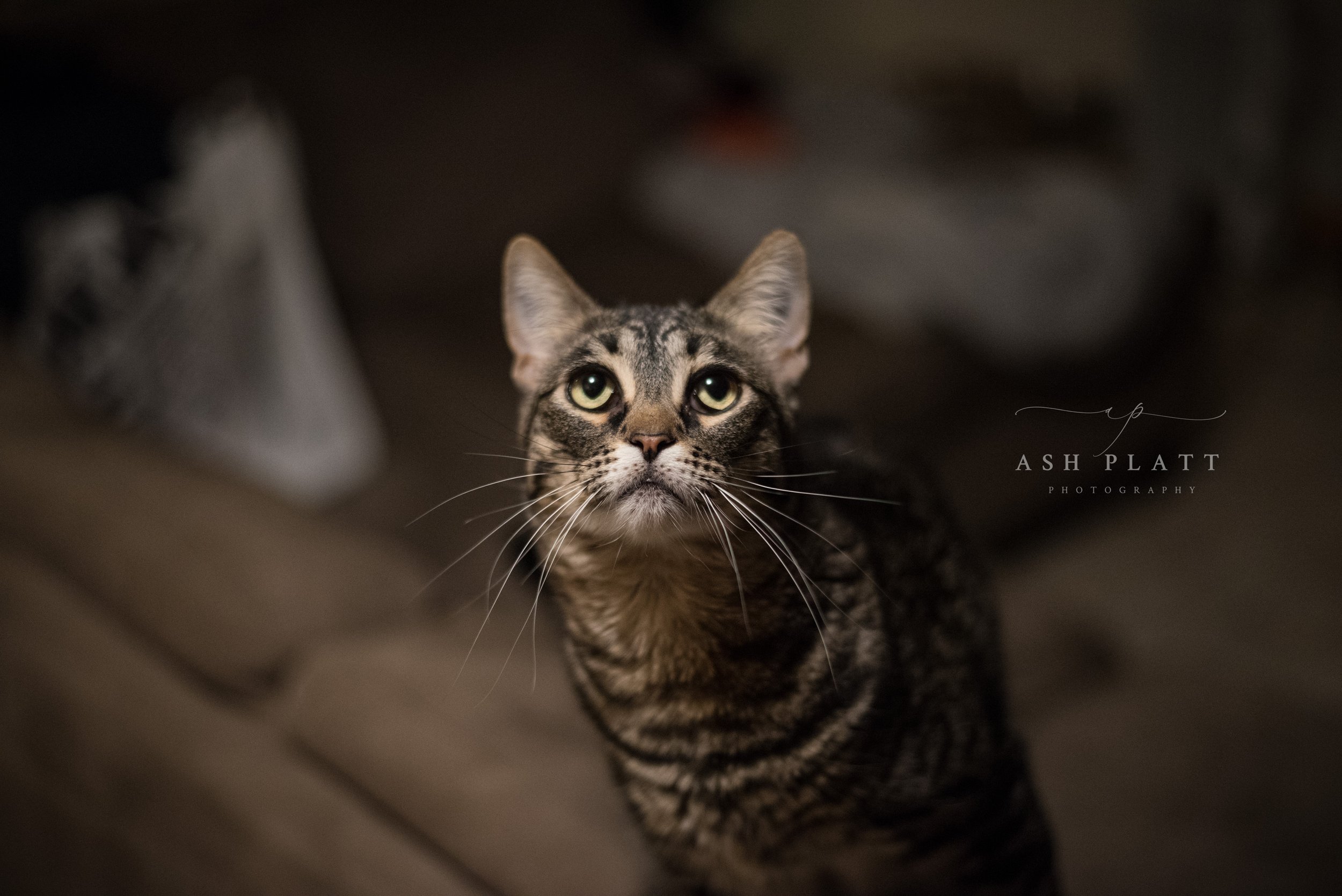 DSC_9807.jpg