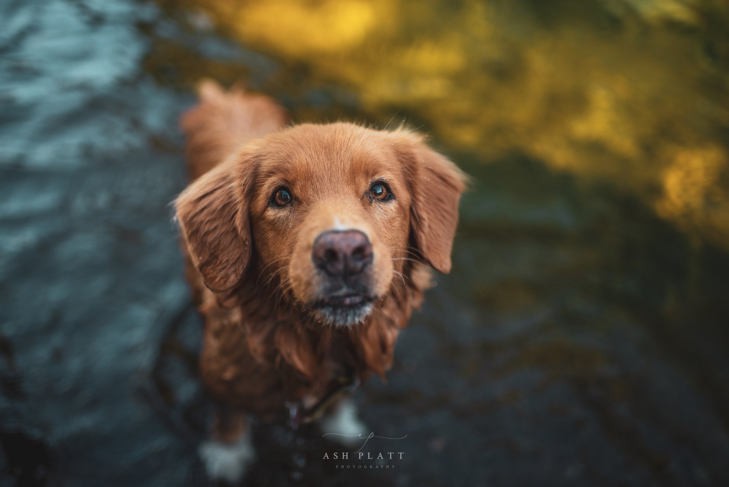 pet photograohy