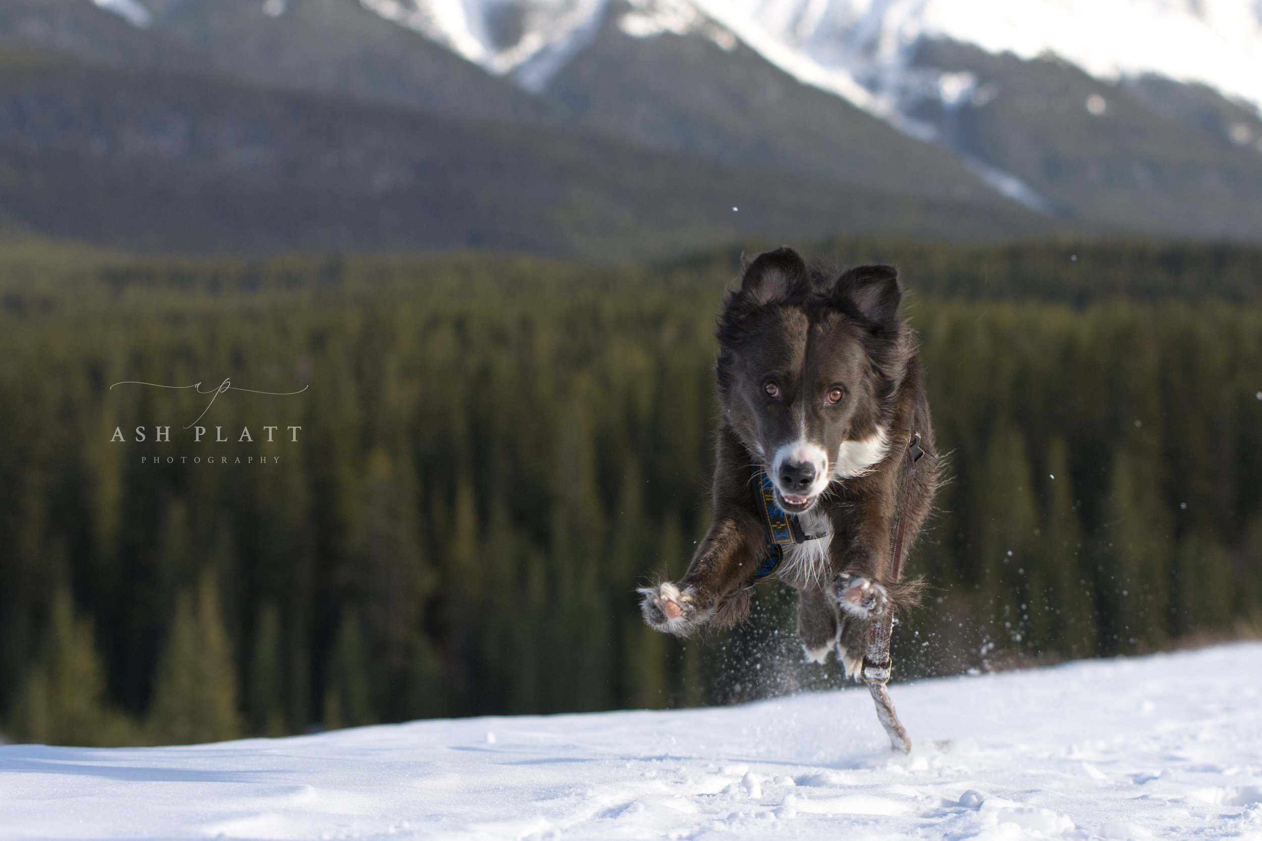 A dog running in the snow with mountains and a forest in the background.