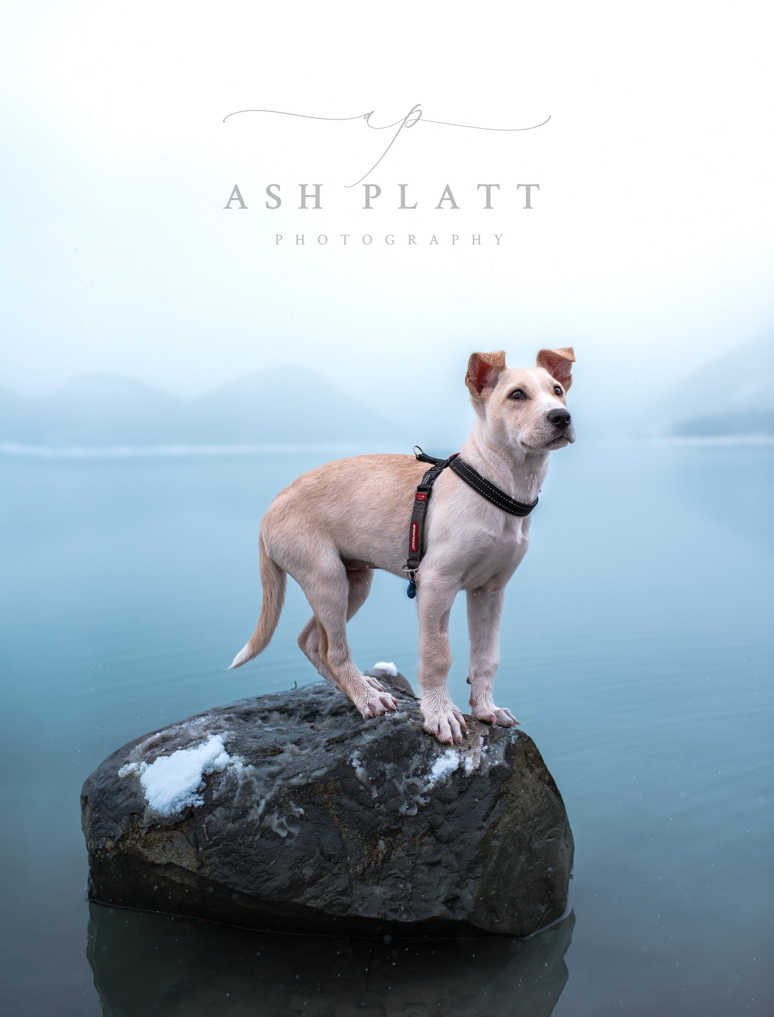 animal photography