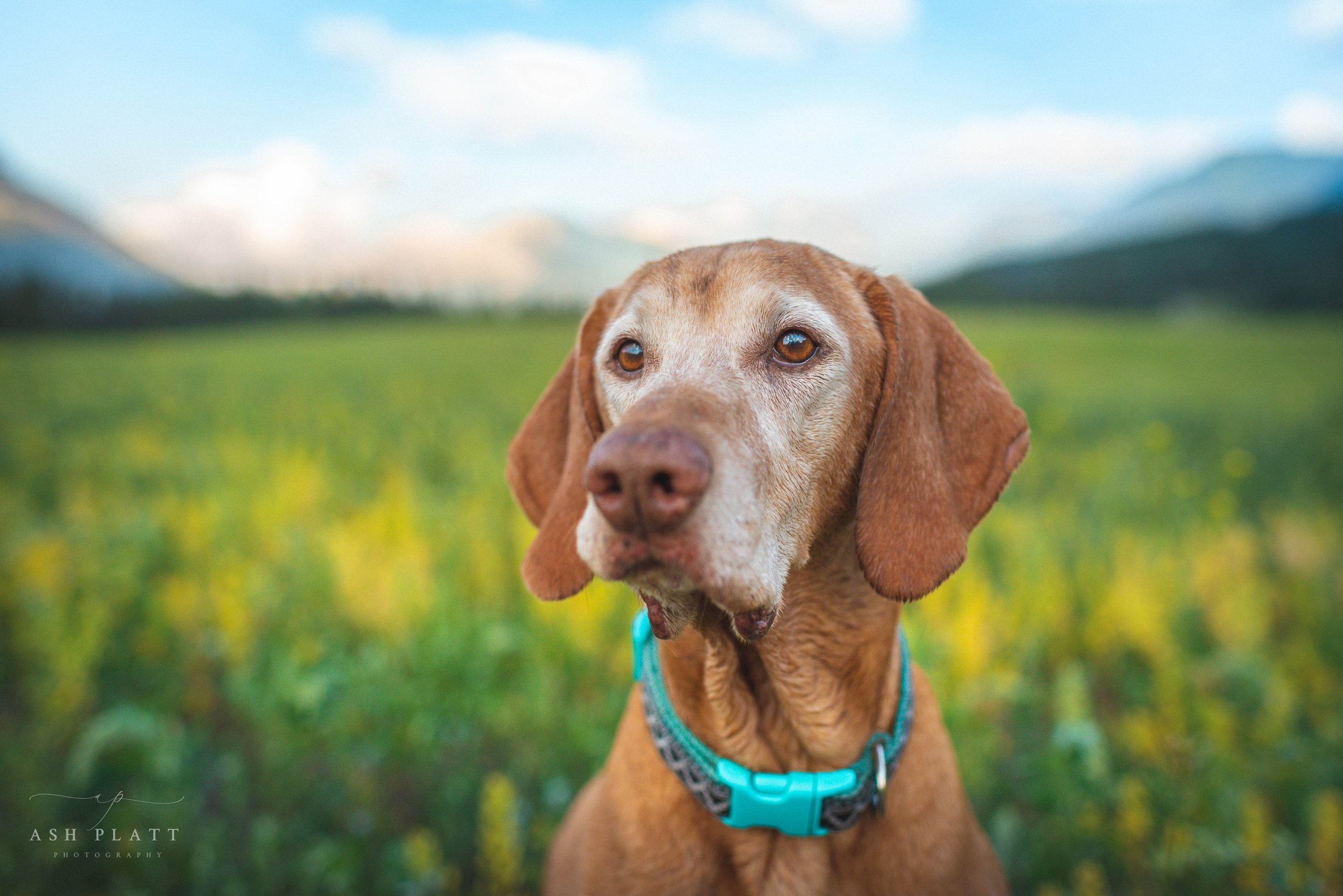 A brown dog with floppy ears and a blue collar sitting in a green field with hills and a cloudy sky in the background.