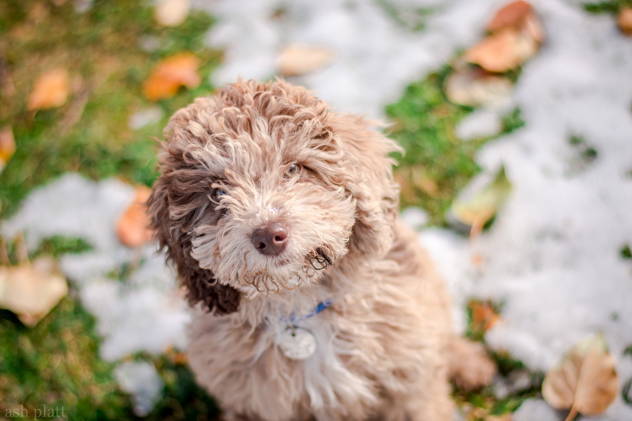 A fluffy, curly-haired tan and brown dog looking up outdoors on a snowy ground with fallen leaves.